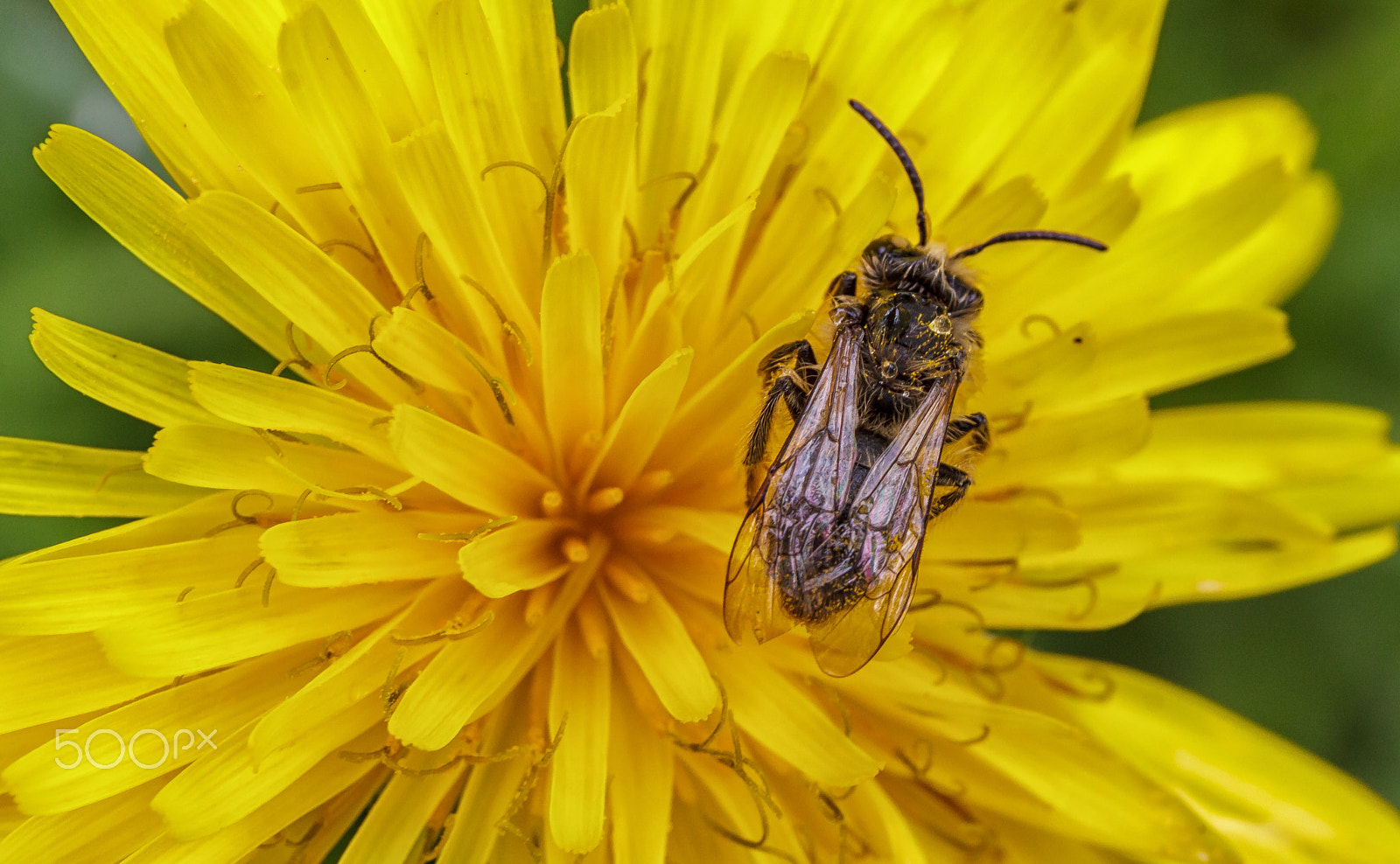 Canon EF 24-70mm F4L IS USM sample photo. Fly on a flower photography