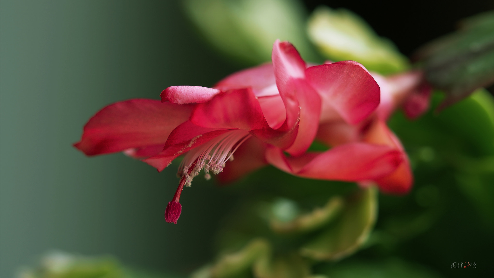 Olympus OM-D E-M5 + Olympus M.Zuiko Digital ED 40-150mm F2.8 Pro sample photo. Crab cactus photography