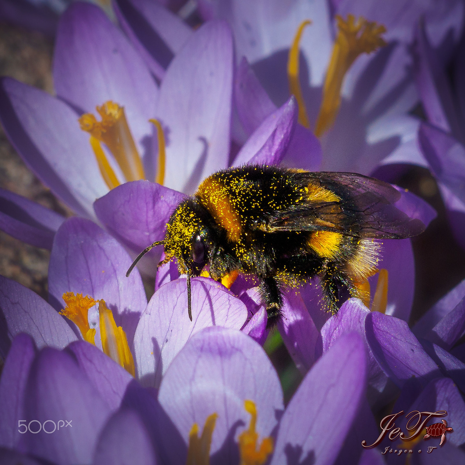 Olympus OM-D E-M1 Mark II sample photo. Krokus humla crocus & bumblebee photography