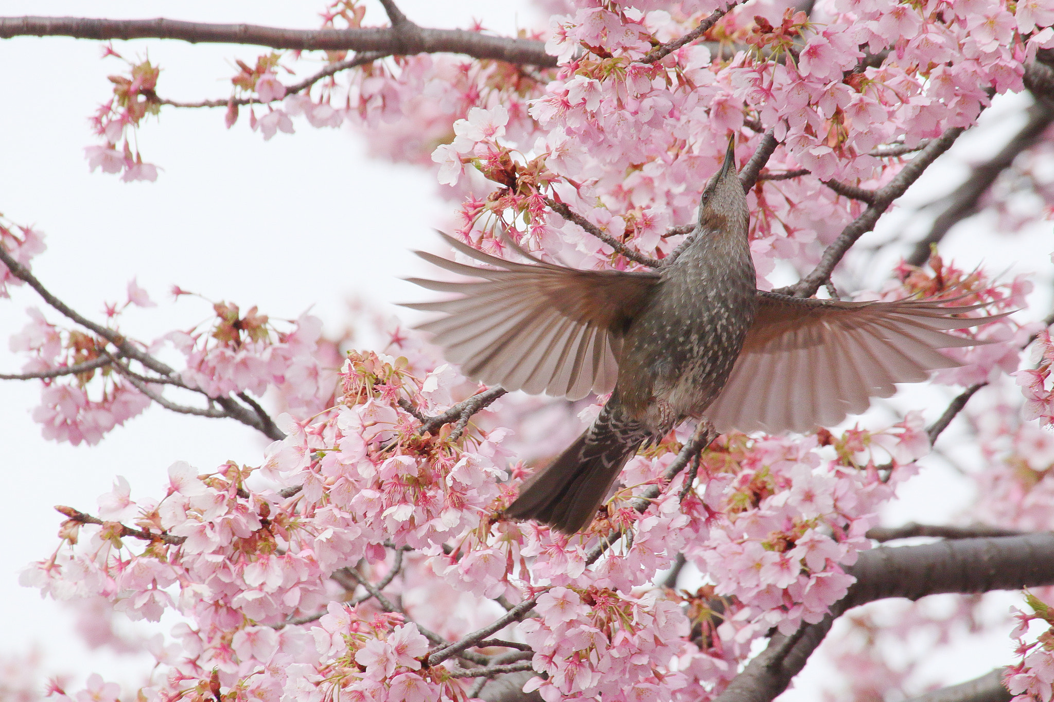 Canon EOS 7D Mark II + Sigma 50-500mm F4.5-6.3 DG OS HSM sample photo. Cherry blossom & bird 2 photography