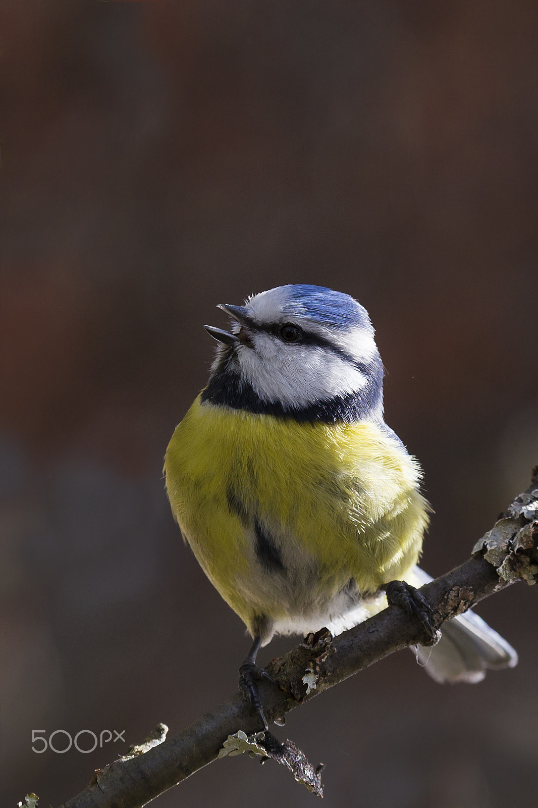 Sigma 70-200mm F2.8 EX DG OS HSM sample photo. Sinitiainen blue tit photography