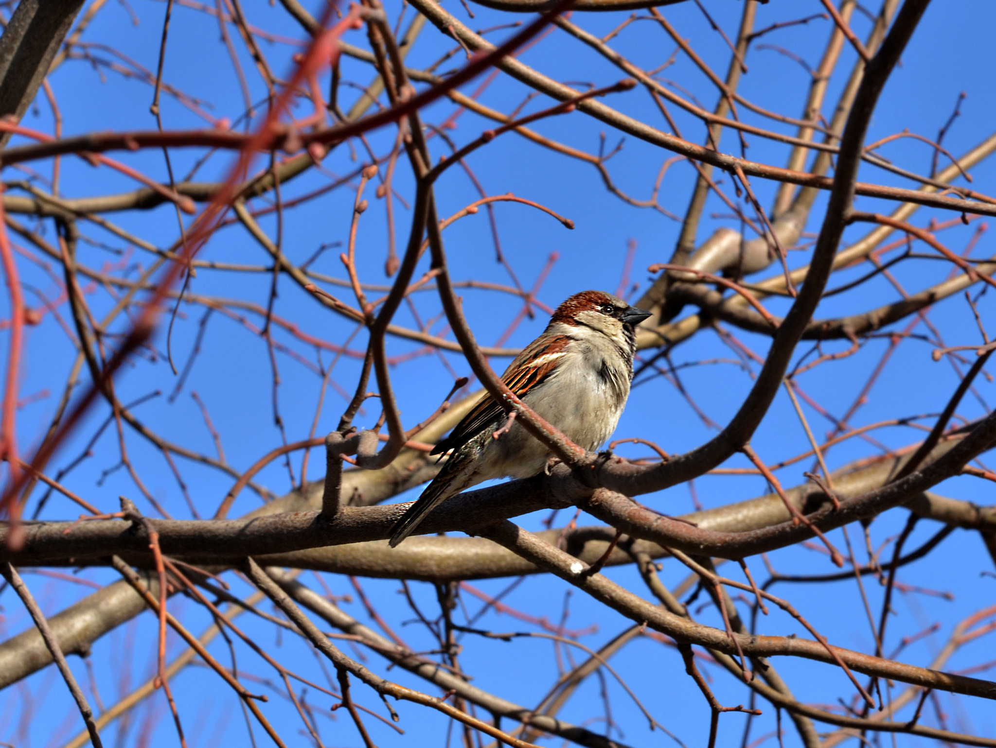 Nikon AF-S Nikkor 24-70mm F2.8G ED sample photo. Tree sparrow photography