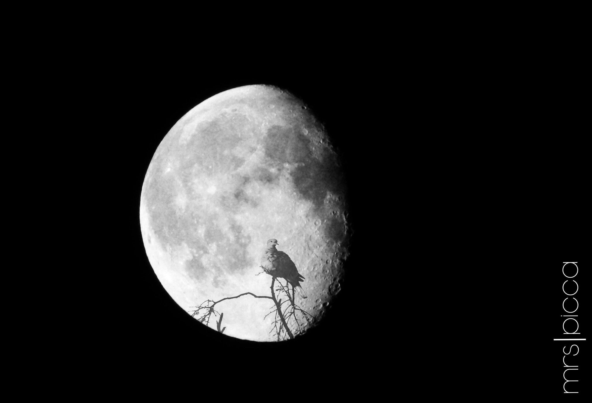 Ricoh PENTAX XG-1 sample photo. Not a man in the moon photography