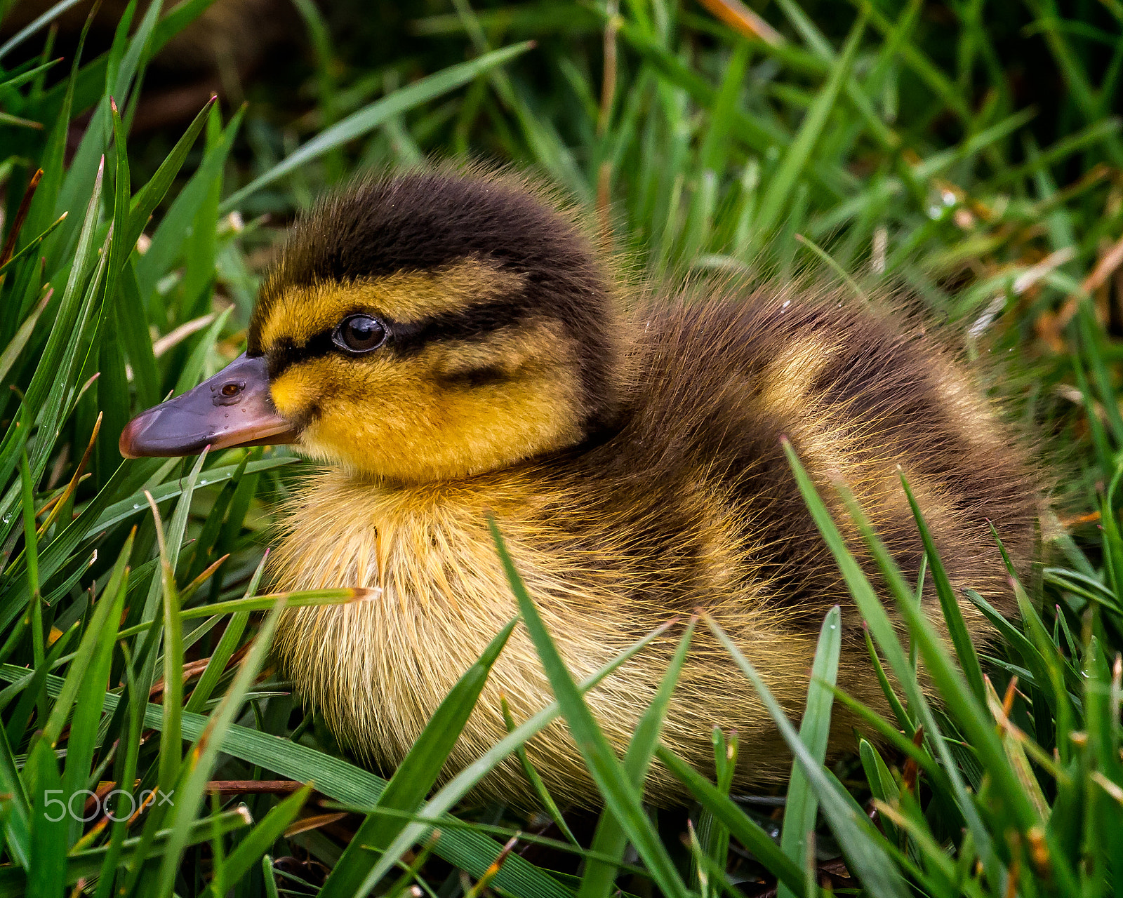 Canon EOS 7D + Canon EF 70-300mm F4-5.6L IS USM sample photo. Baby duck photography