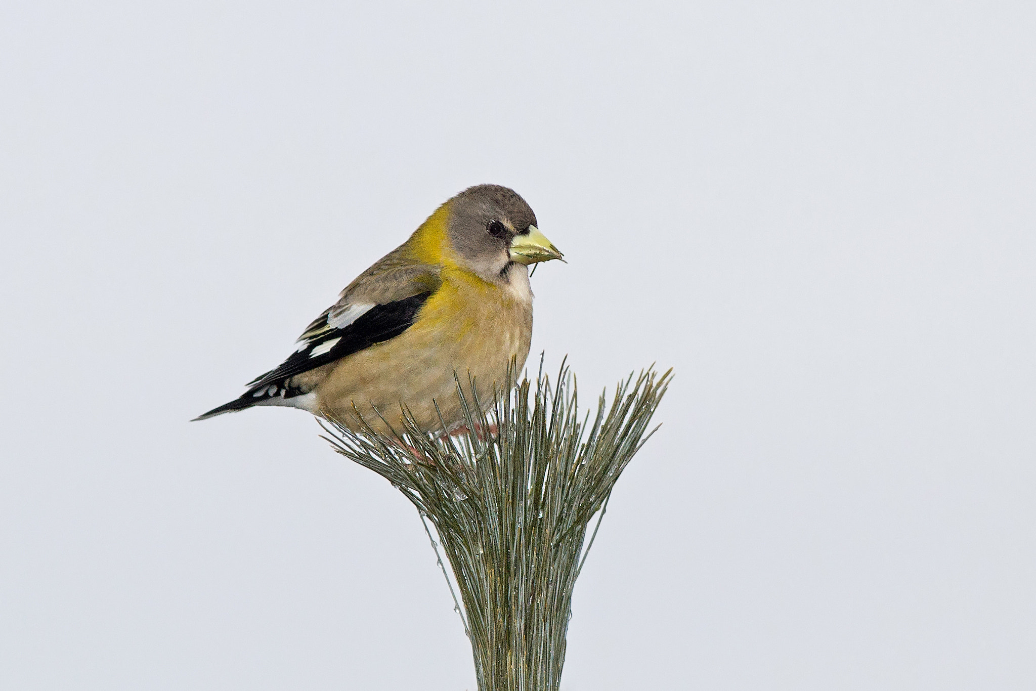 Canon EF 300mm F4L IS USM sample photo. Evening grosbeak 4400 photography