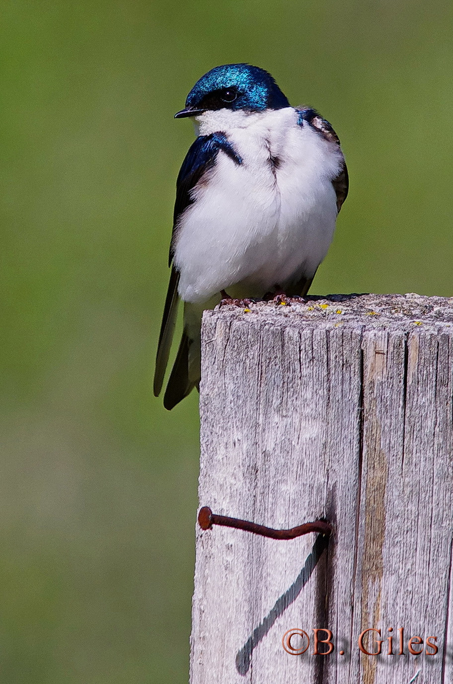 Sigma 150-500mm F5-6.3 DG OS HSM sample photo. Enjoying the sun photography