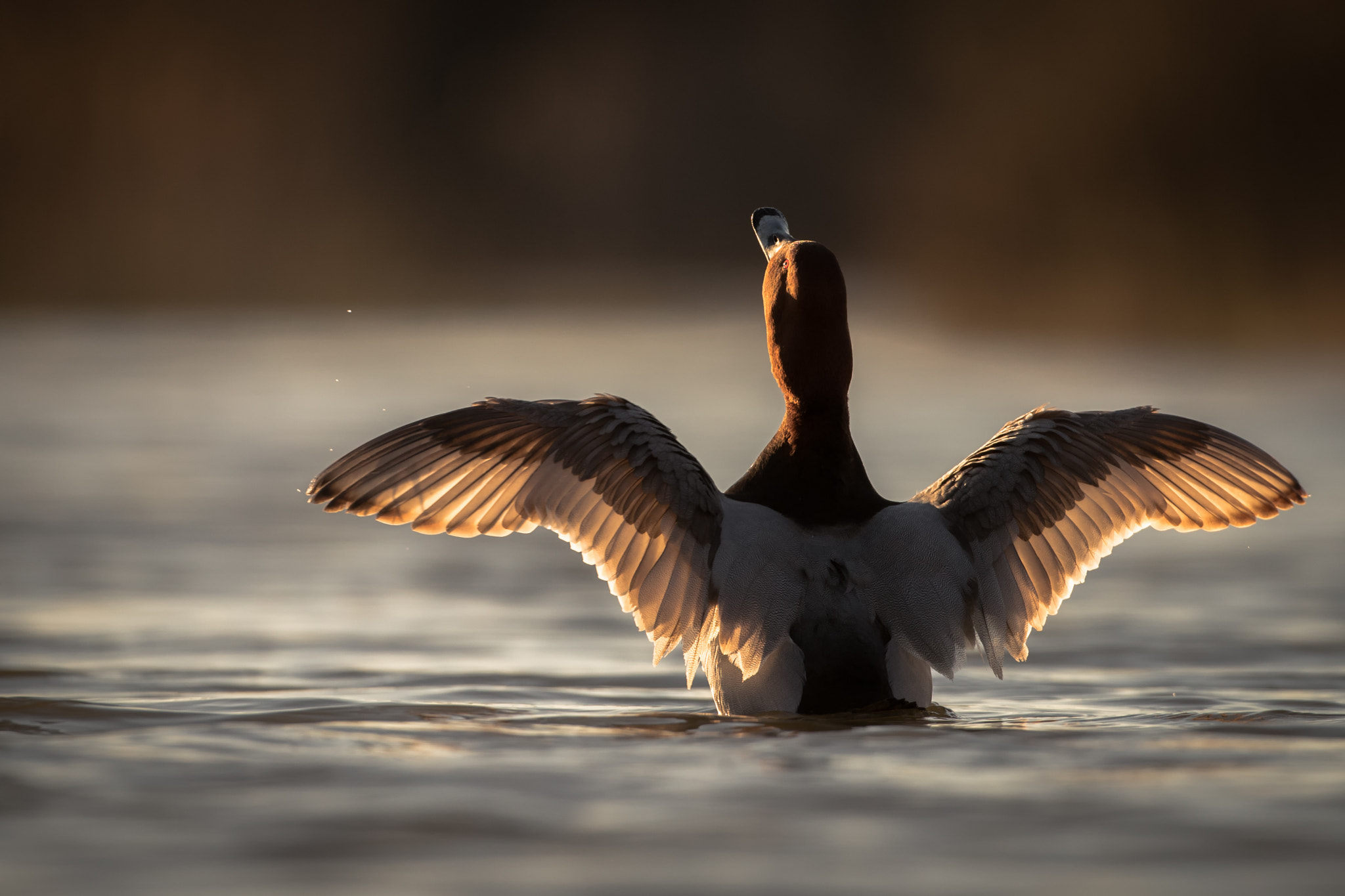 Canon EOS-1D X Mark II + Canon EF 500mm F4L IS USM sample photo. The golden sunset photography