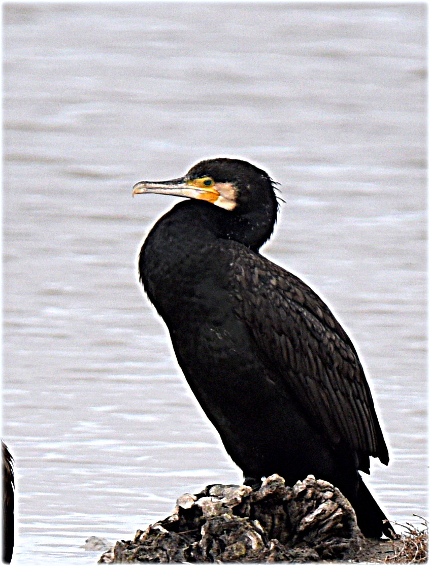 Nikon D810 sample photo. "cormoran" photography