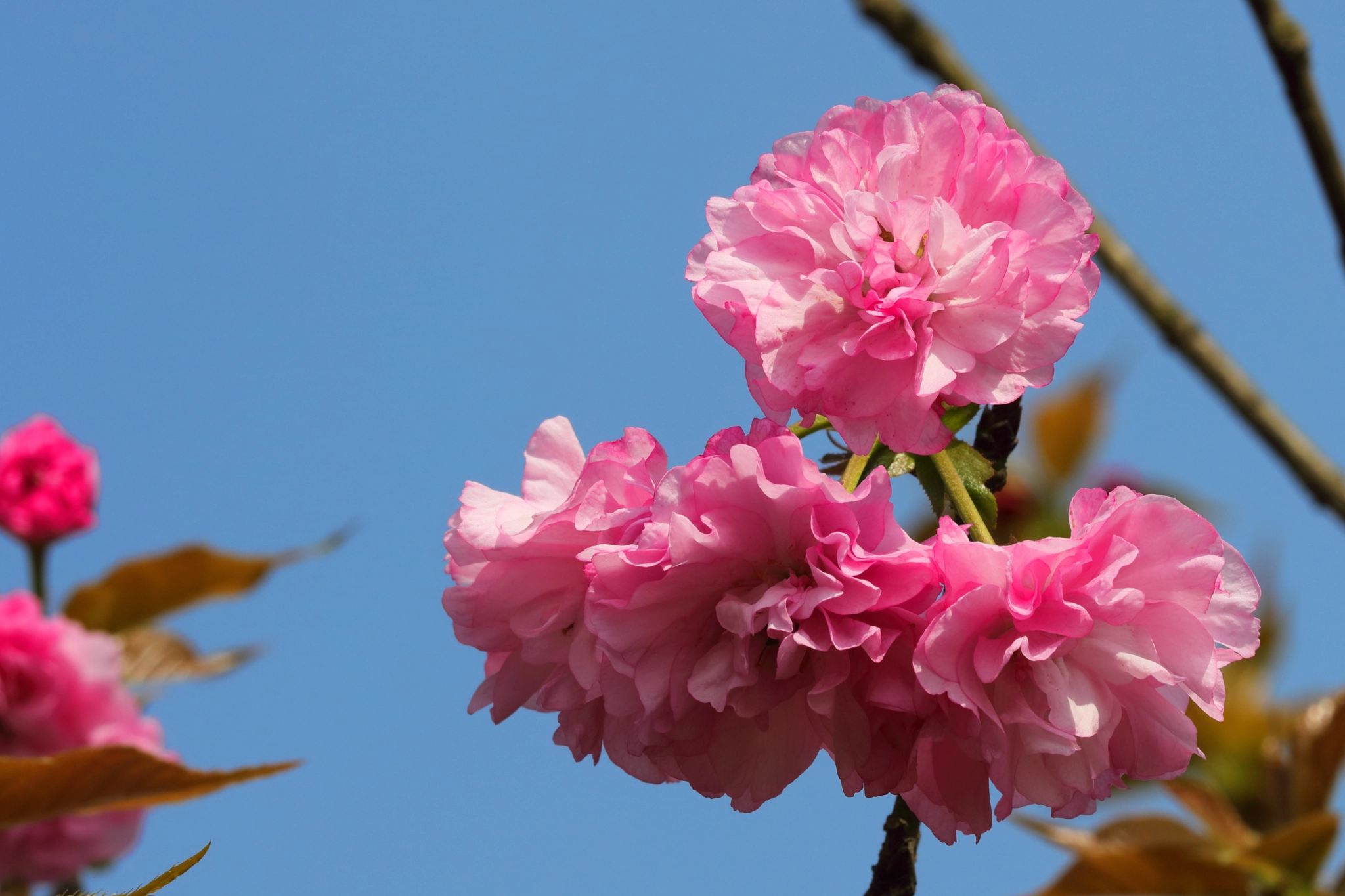 Canon EF 100mm F2.8L Macro IS USM sample photo. Sakura photography