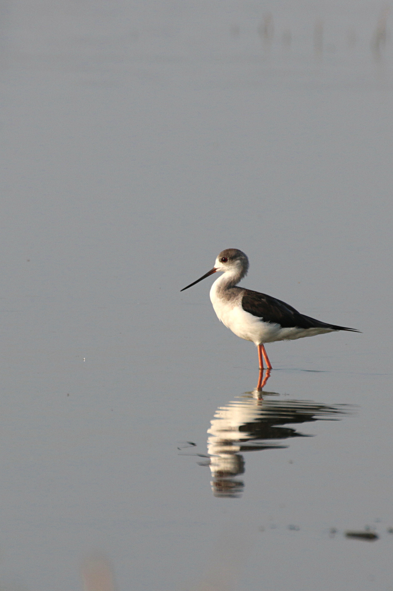 Canon EOS 70D + Tamron SP 35mm F1.8 Di VC USD sample photo. Black winged stilt photography