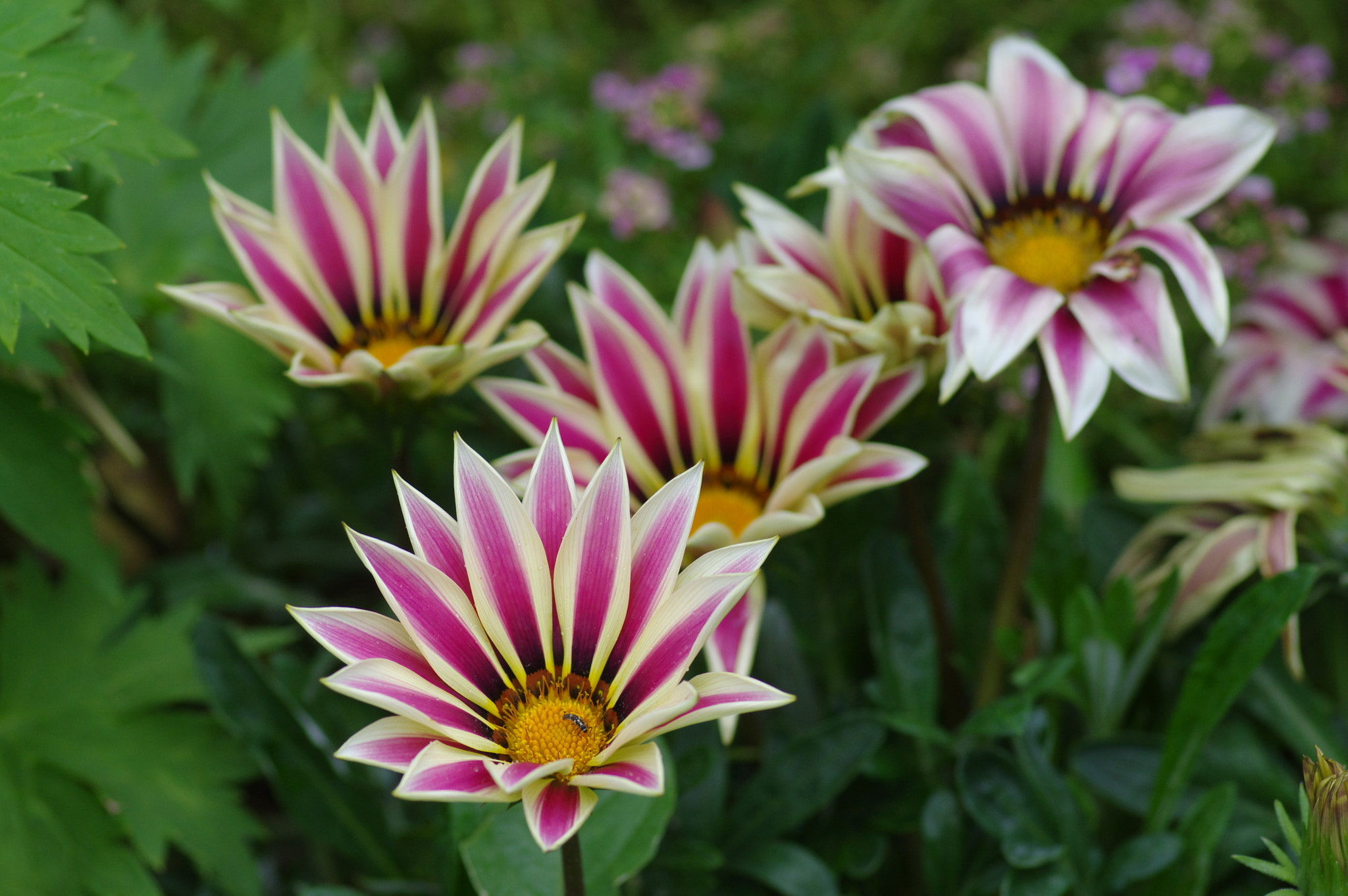 Pentax smc D-FA 100mm F2.8 Macro WR sample photo