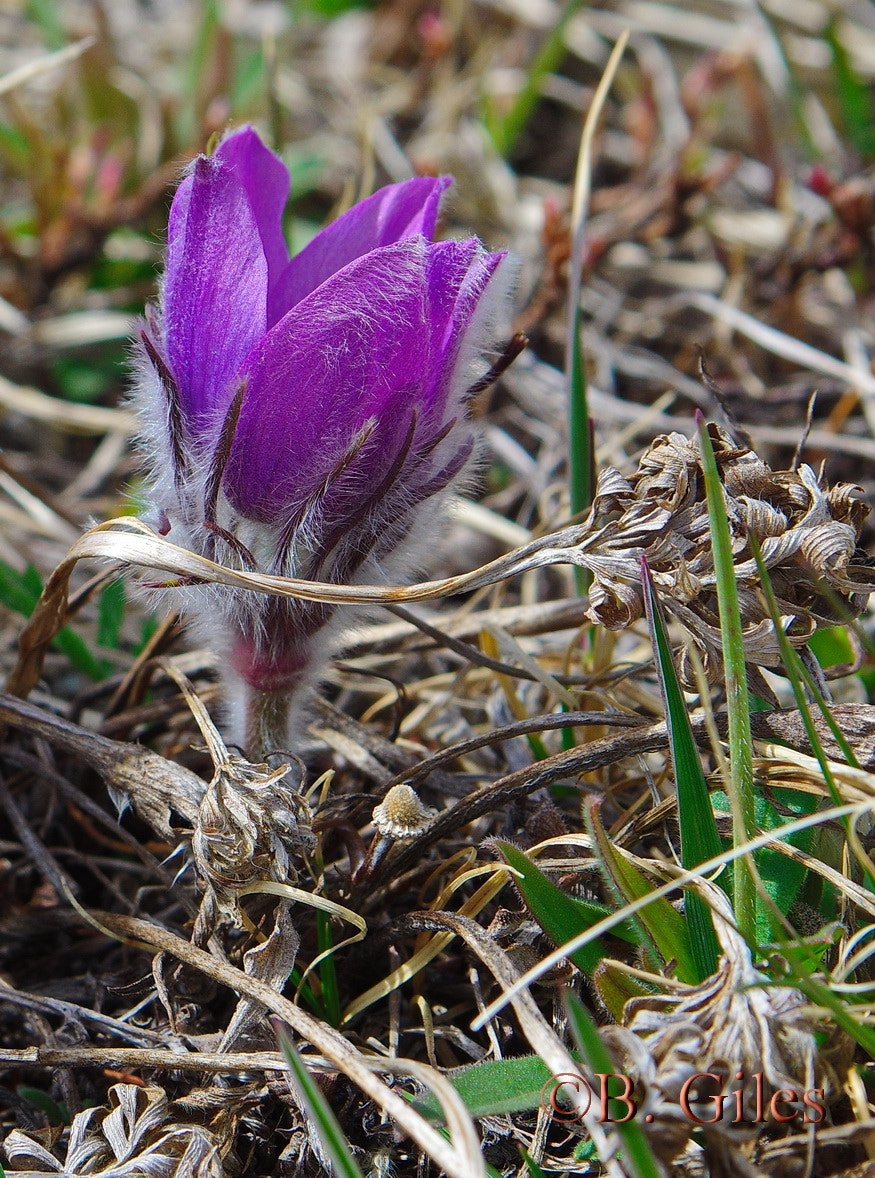 Pentax K-3 sample photo. First color photography