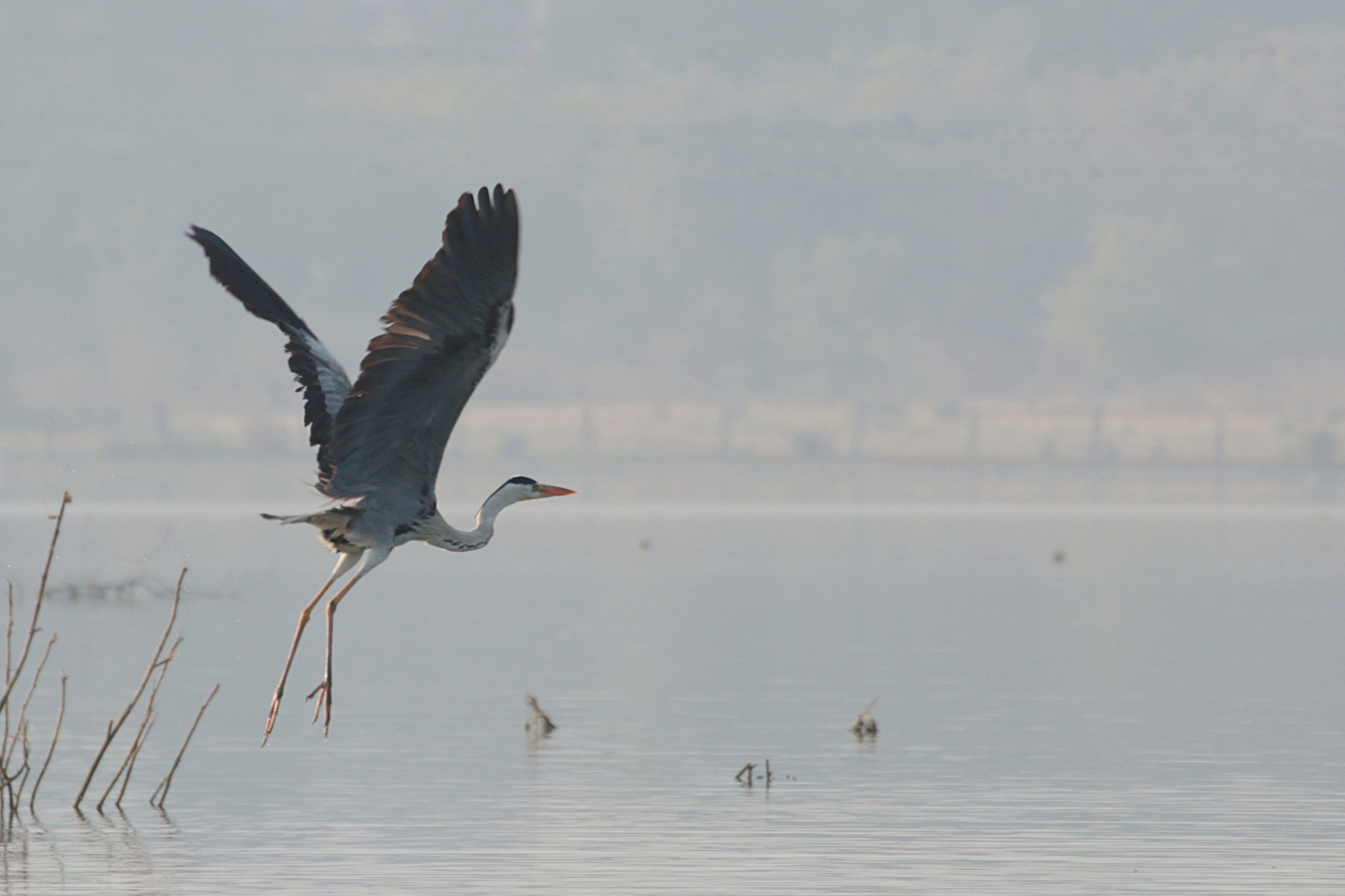 Canon EOS 70D + Tamron SP 35mm F1.8 Di VC USD sample photo. Grey heron photography