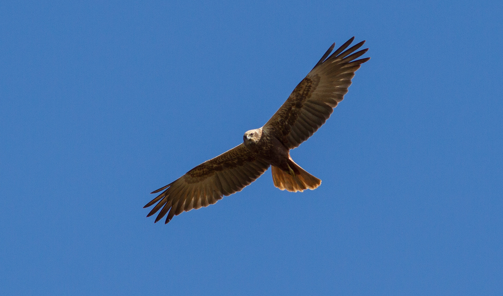 Canon EOS 7D + Canon EF 400mm F5.6L USM sample photo. Marsh harrier photography