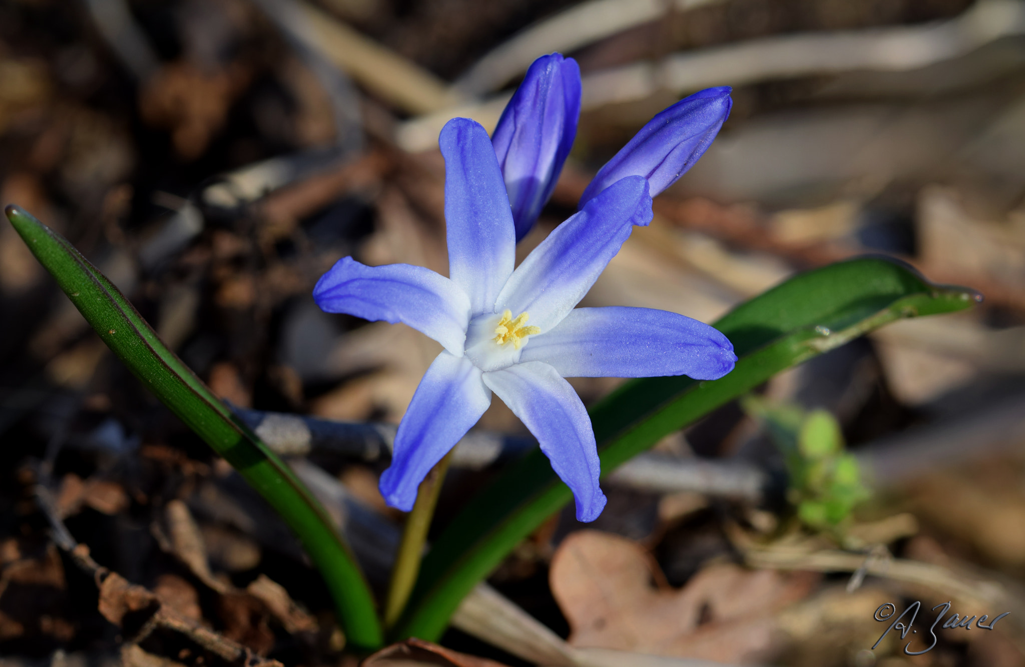 Nikon AF-Nikkor 80-200mm F2.8D ED sample photo. Blaue blume photography