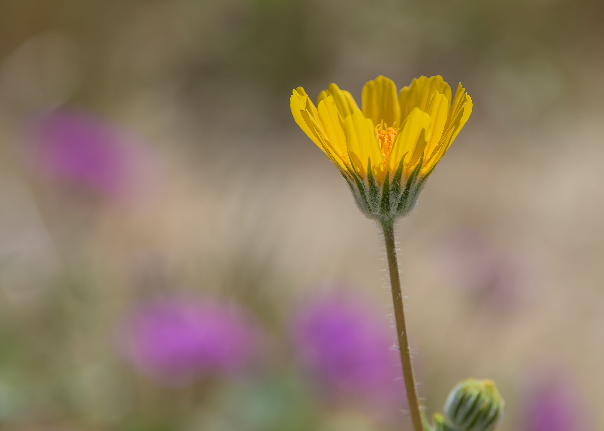 Nikon D810 sample photo. Desert sunflower photography