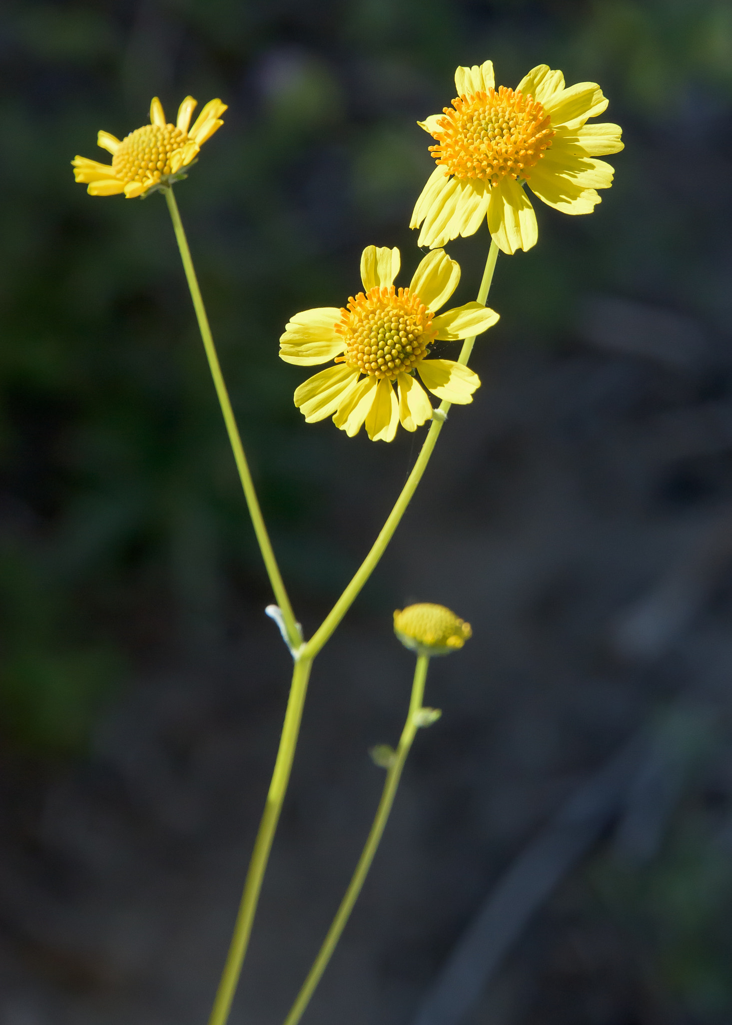 Nikon D810 sample photo. Desert sunflowers photography