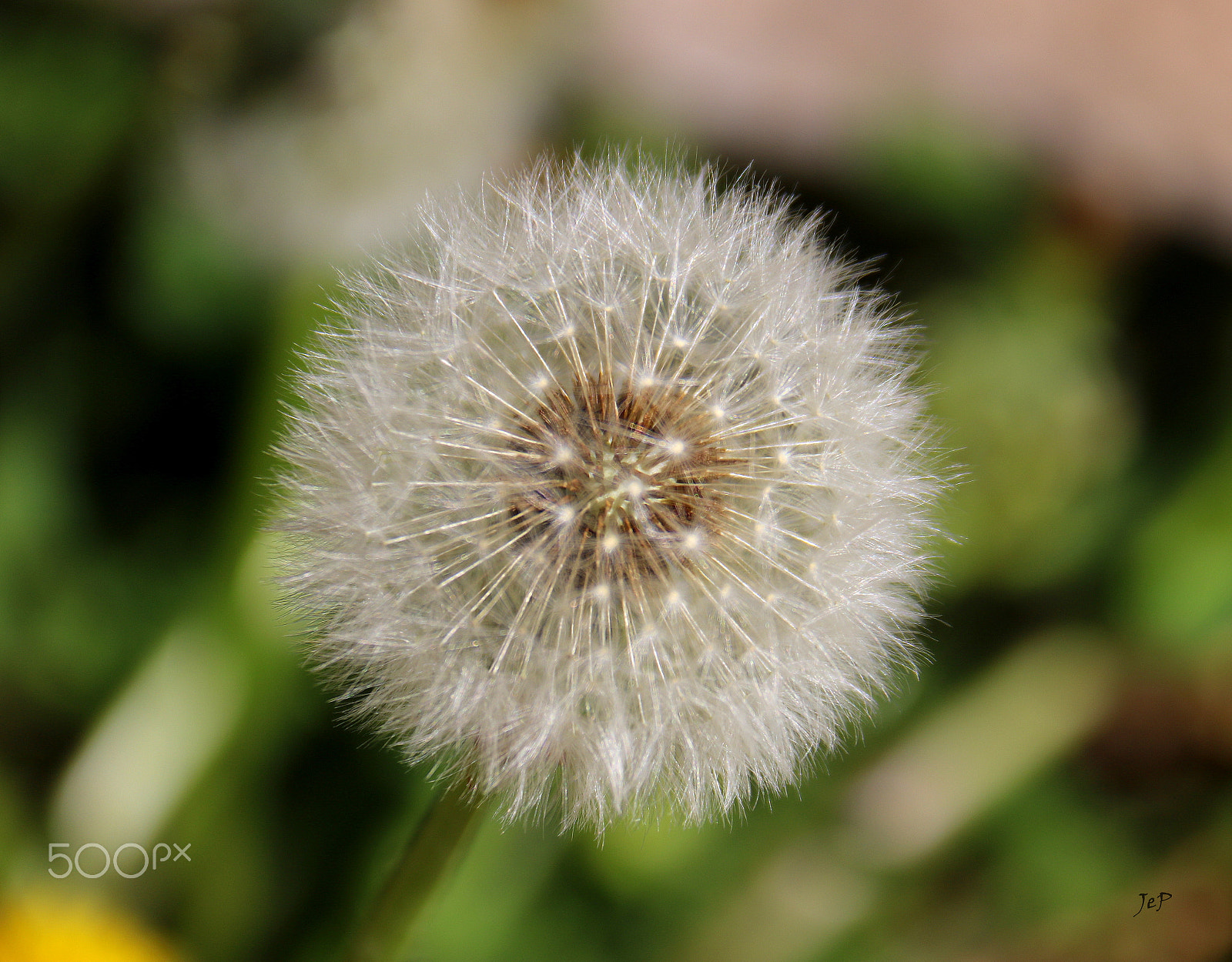 Canon EOS 760D (EOS Rebel T6s / EOS 8000D) sample photo. Dandelion - maslačak photography