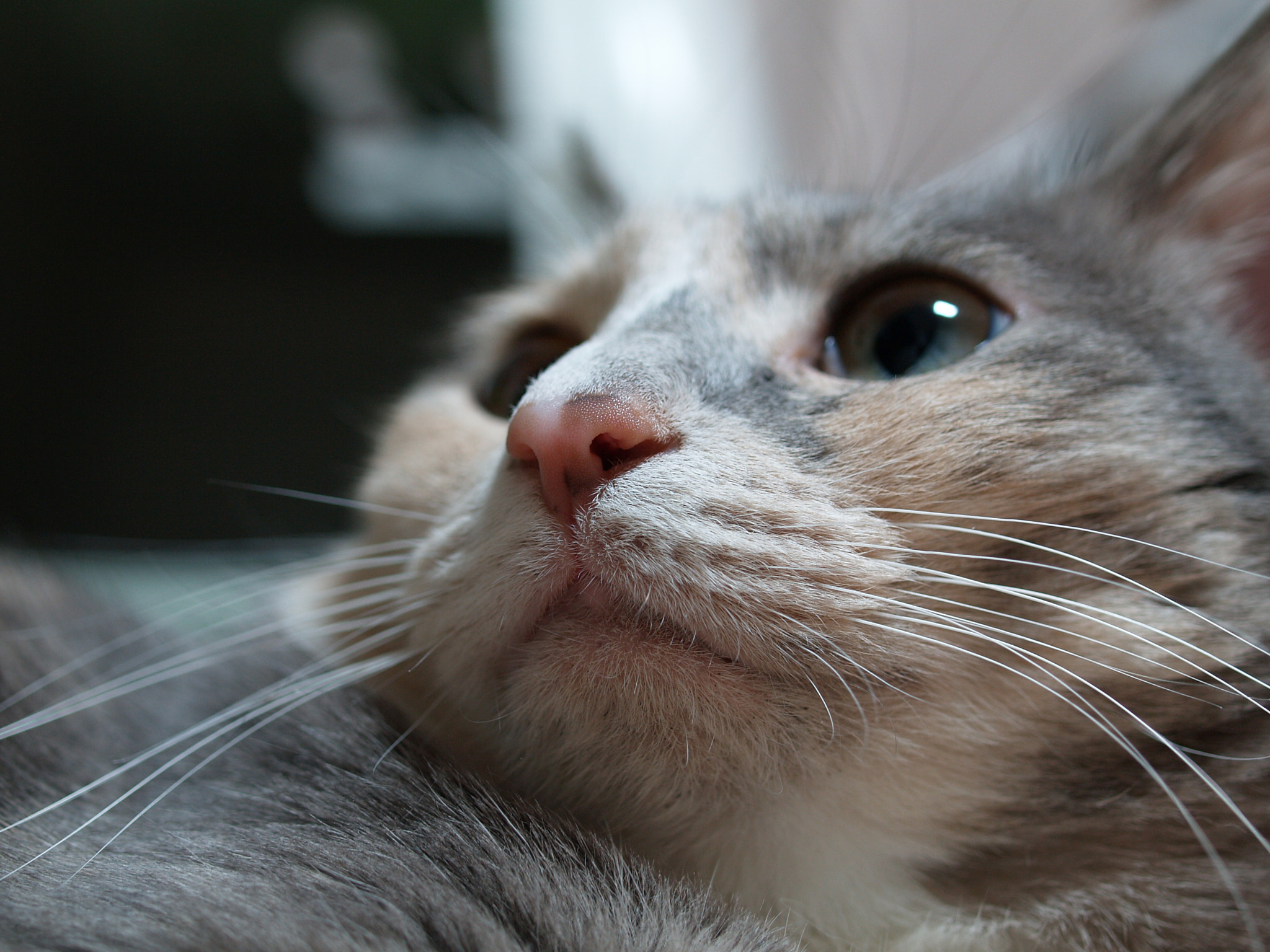 Olympus E-330 (EVOLT E-330) sample photo. Cuty cat photography