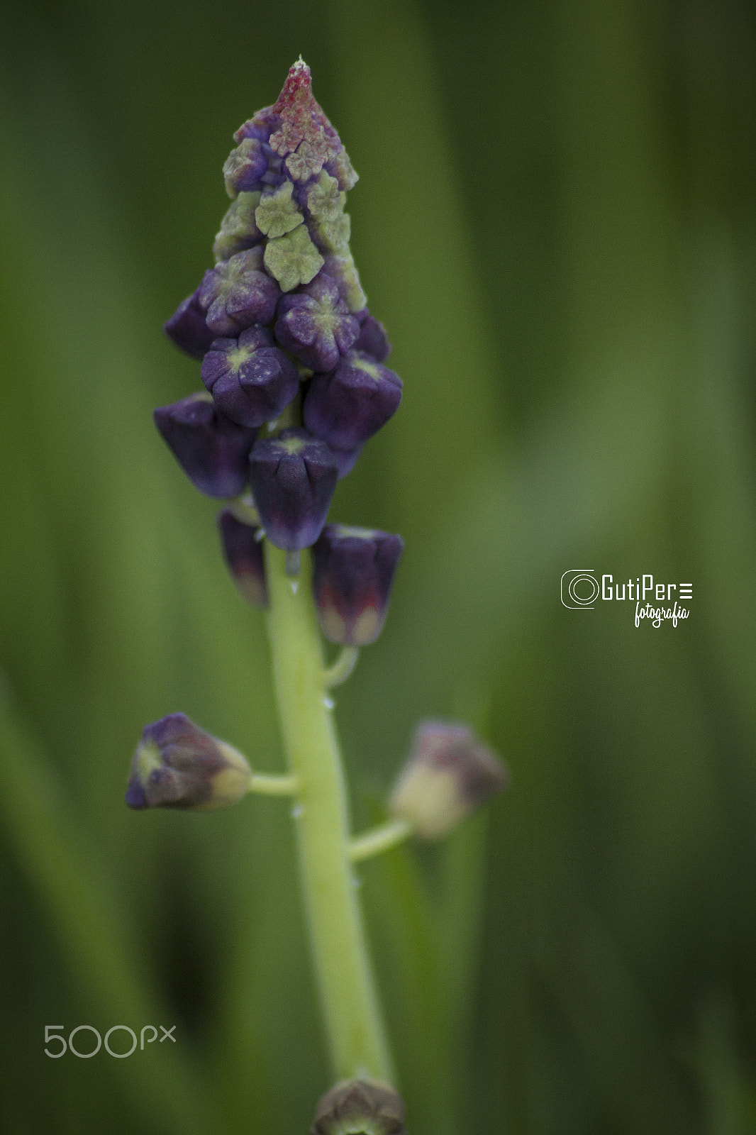 Canon EOS 70D + Sigma 50-200mm F4-5.6 DC OS HSM sample photo. Img photography