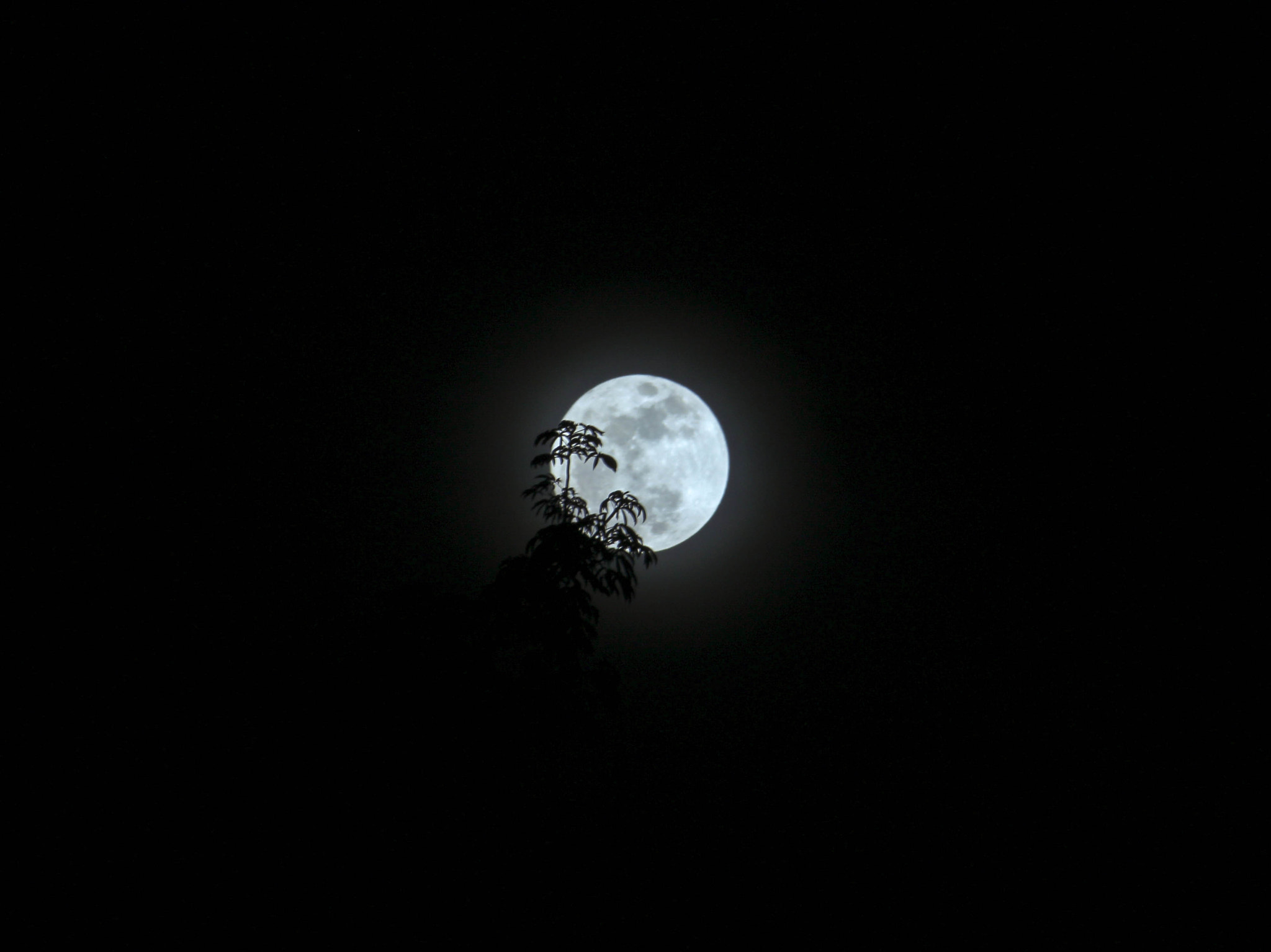 Canon EOS 100D (EOS Rebel SL1 / EOS Kiss X7) sample photo. Supermoon 2017 photography