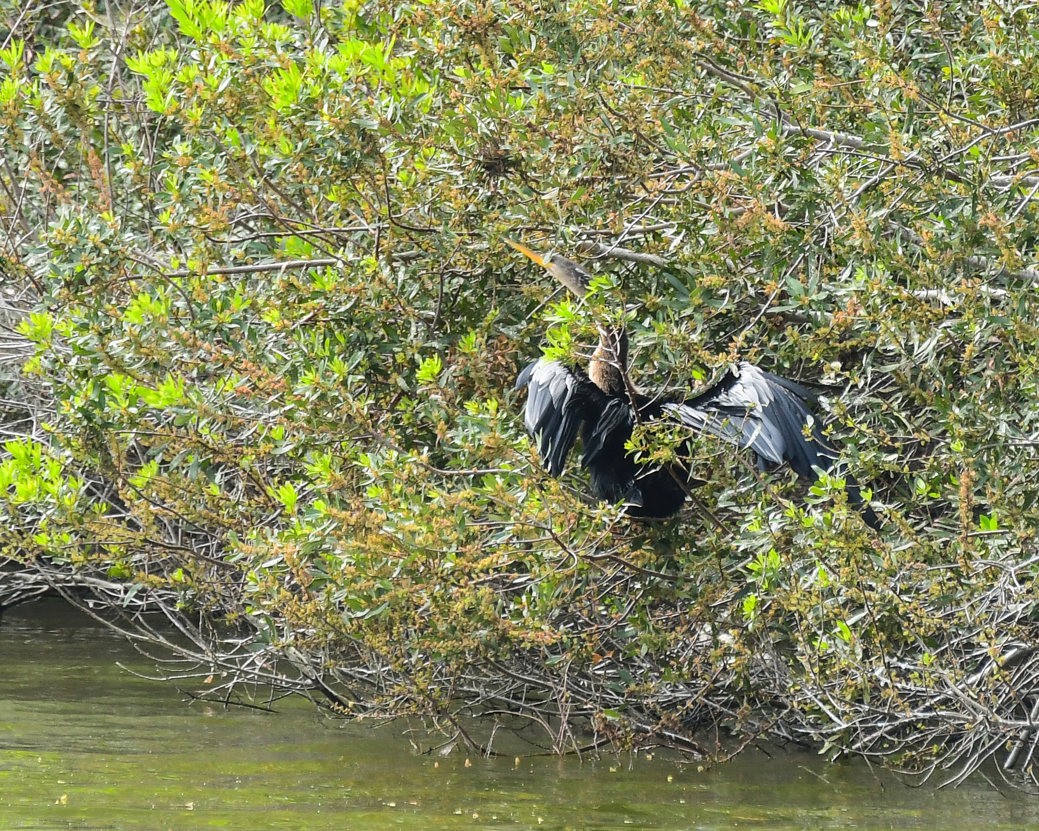 Nikon D500 sample photo. I c u do u c me? photography