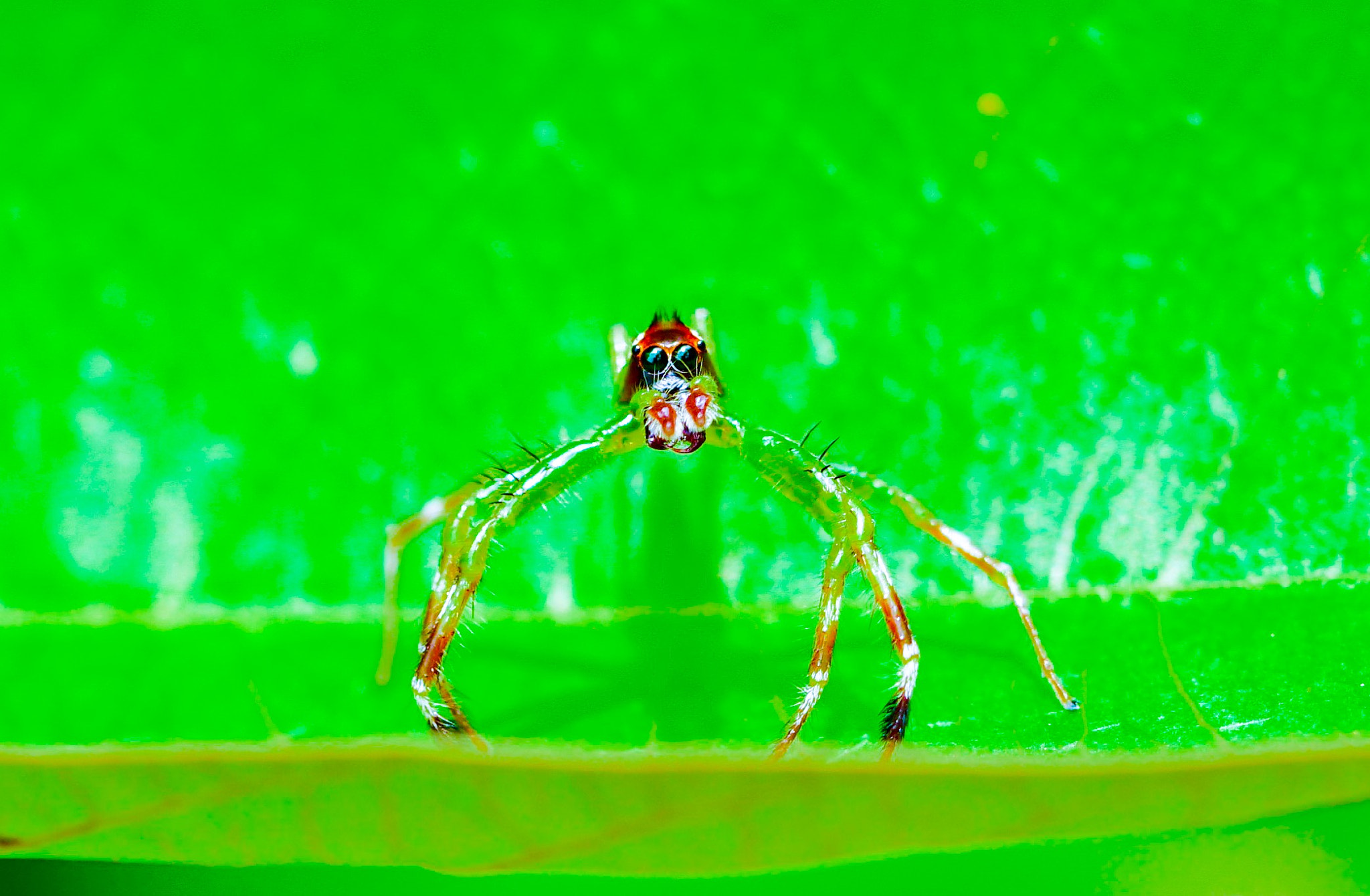 Sony a7R II + Sony FE 90mm F2.8 Macro G OSS sample photo. Spider photography