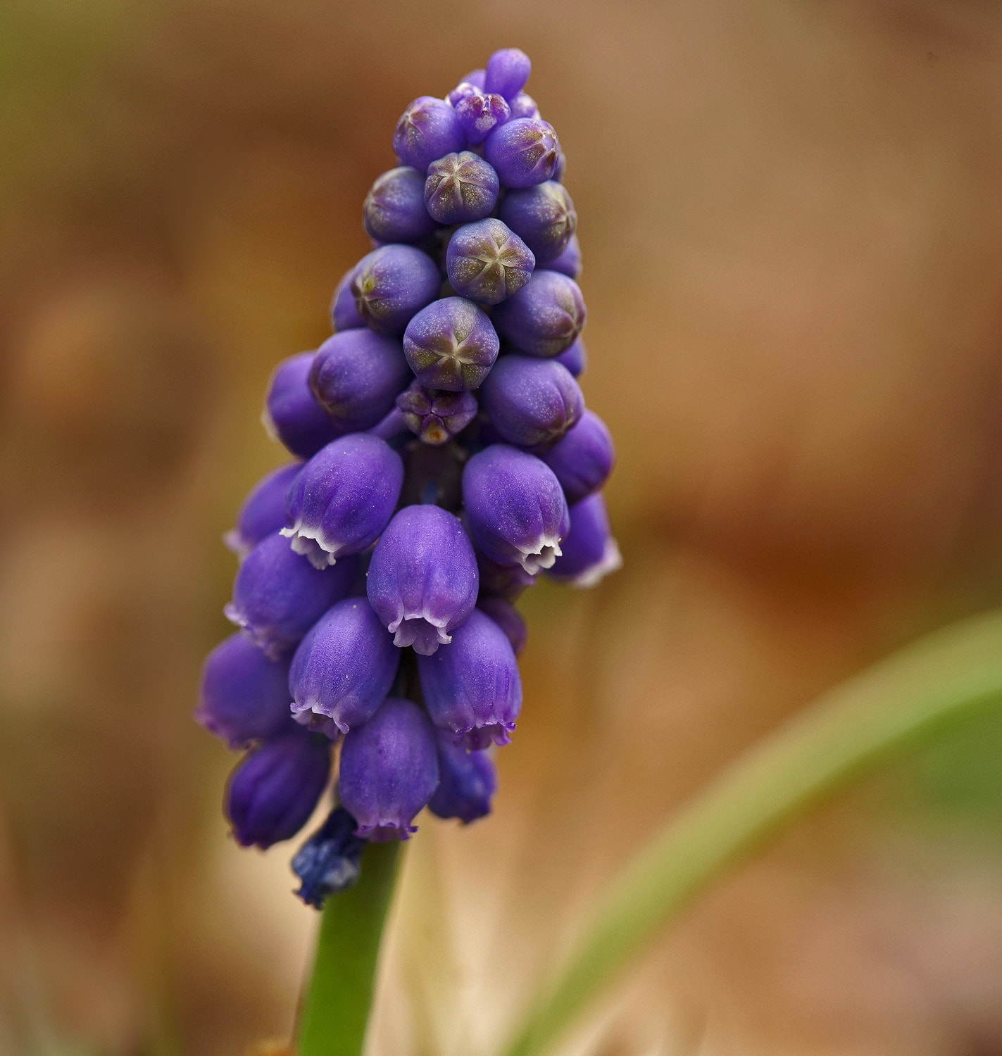 100mm F2.8 SSM sample photo. Grape hyacinth photography