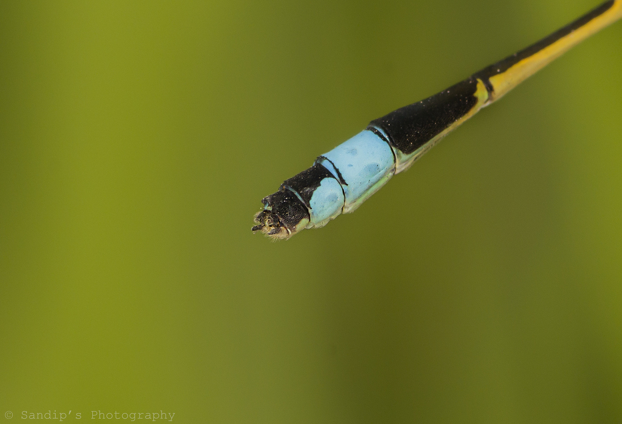Canon EOS 600D (Rebel EOS T3i / EOS Kiss X5) sample photo. Tail of blue tailed damselfly.... photography