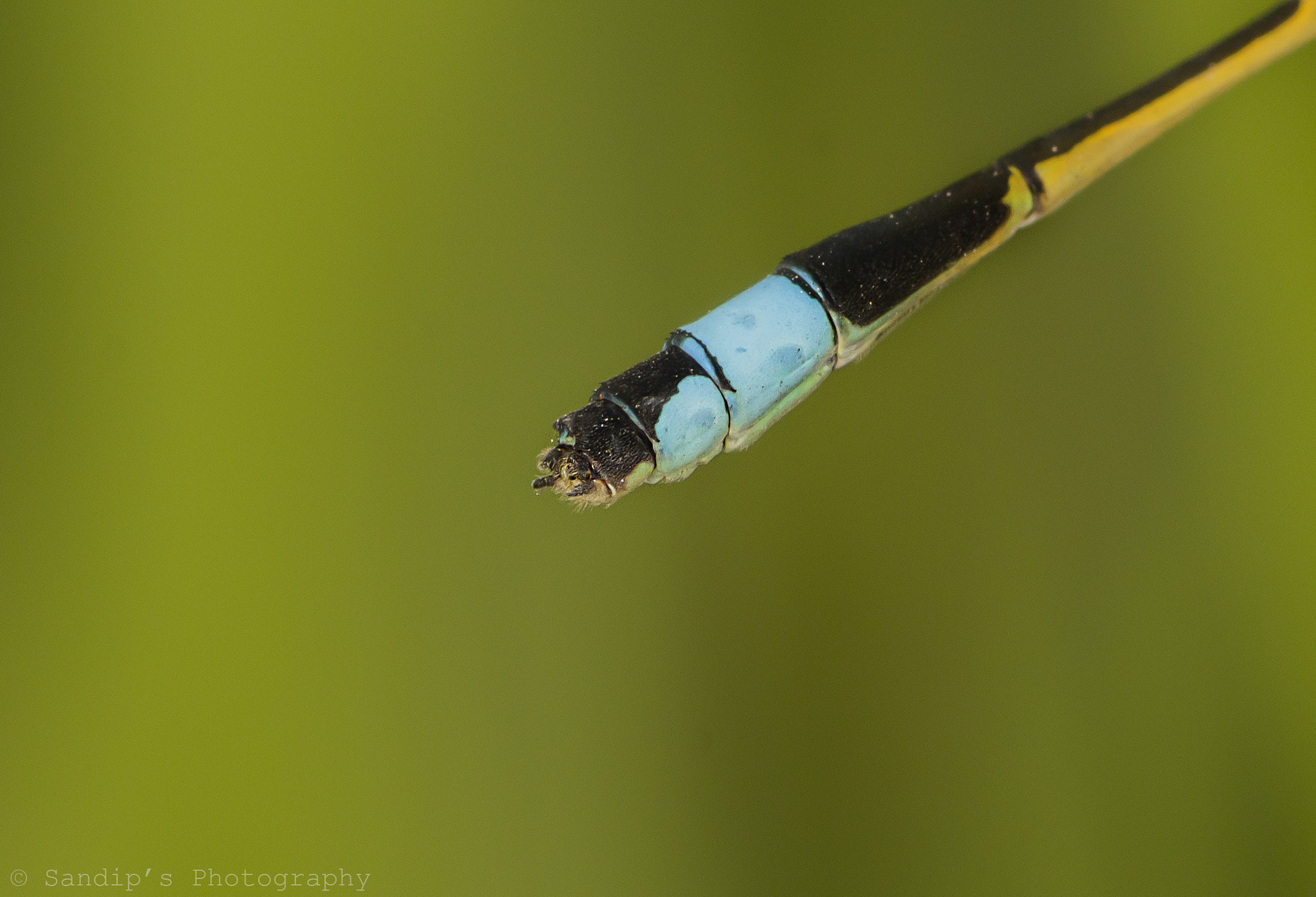 Canon EOS 600D (Rebel EOS T3i / EOS Kiss X5) + Tamron SP AF 90mm F2.8 Di Macro sample photo. Tail of blue tailed damselfly.... photography