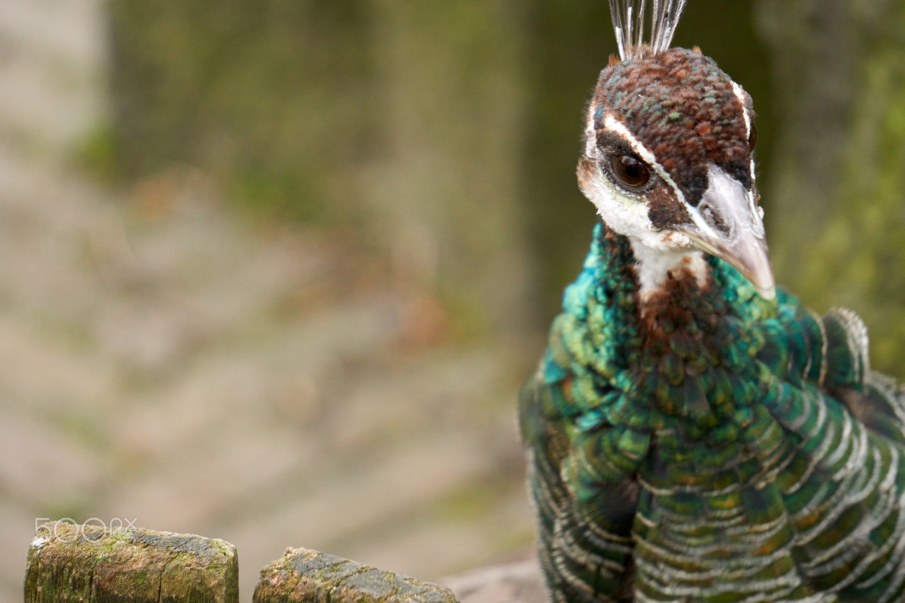 Sony E 55-210mm F4.5-6.3 OSS sample photo. Peacock portrait photography