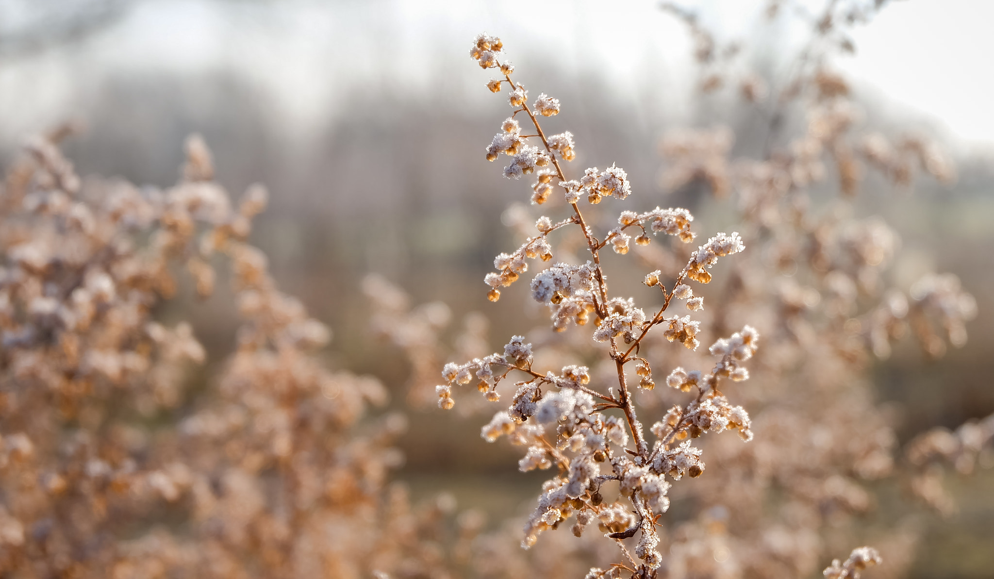 Fujifilm X-A1 + Fujifilm XC 16-50mm F3.5-5.6 OIS II sample photo