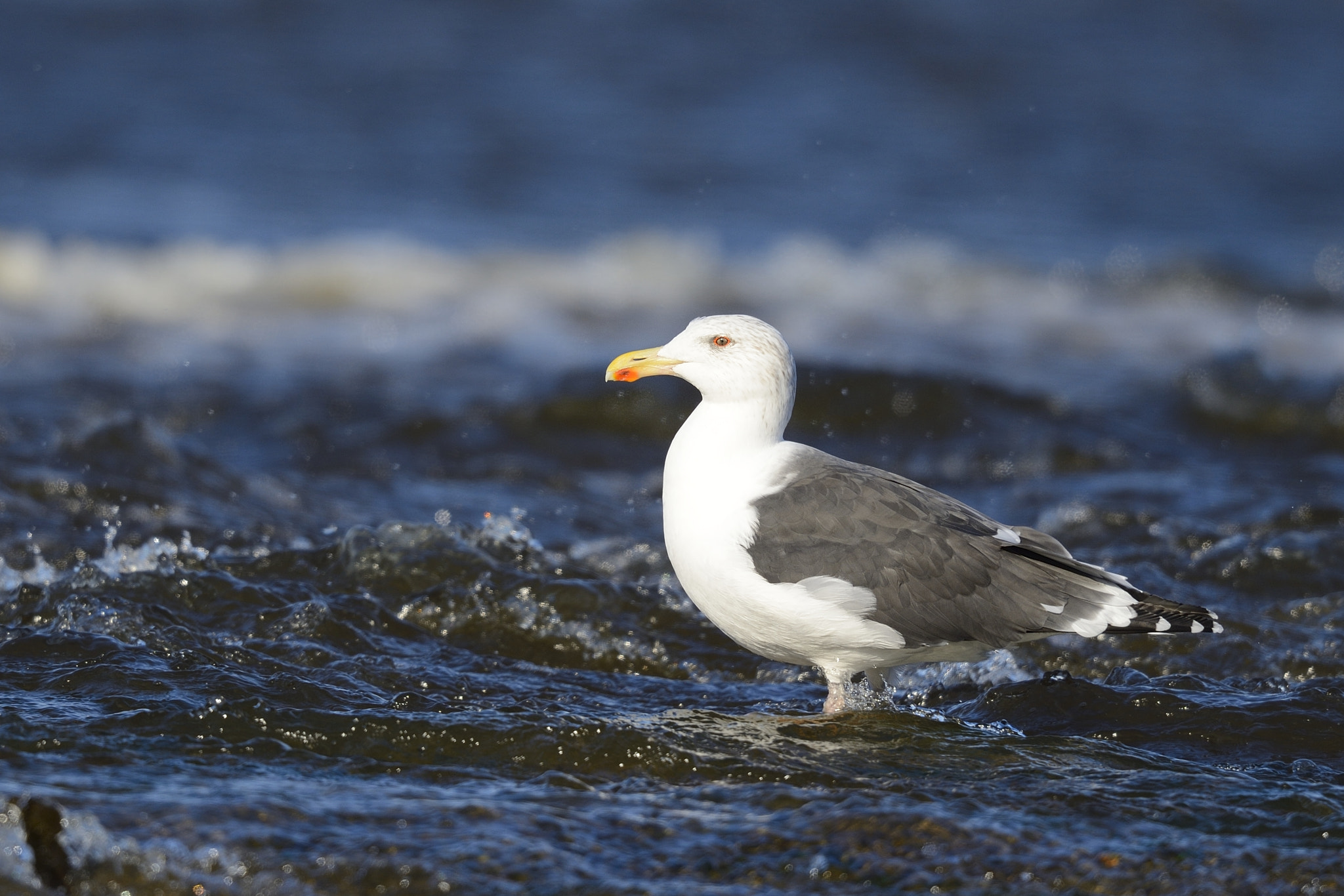 Nikon D4 sample photo. Goéland marin, great black-backed gull, photography