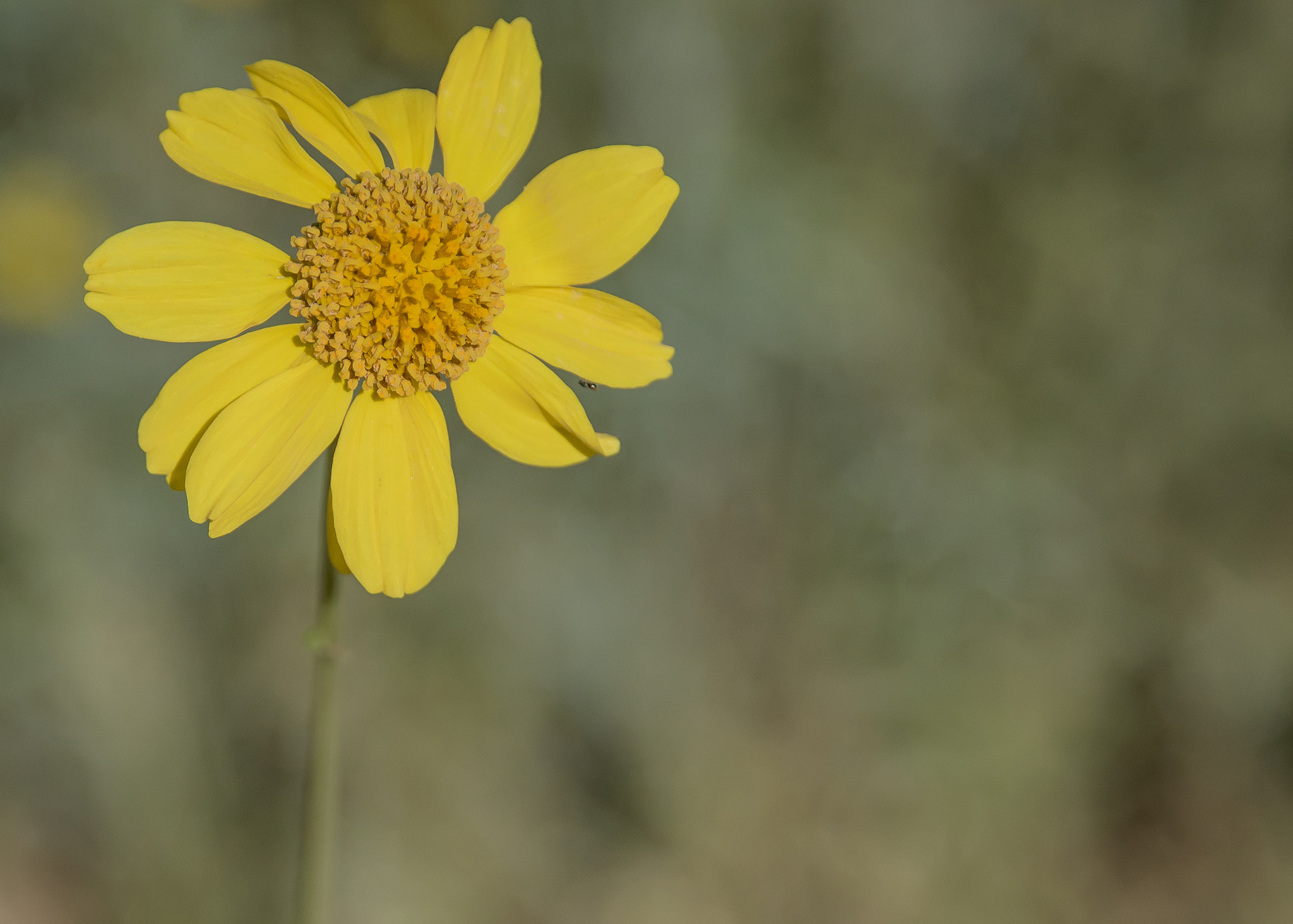 Nikon D810 sample photo. Lone sunflower photography