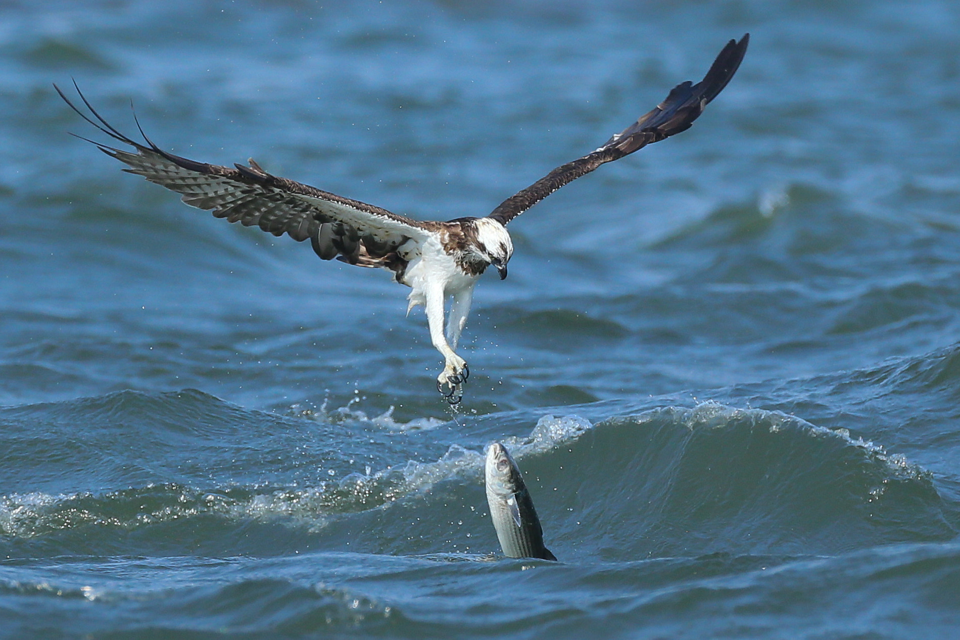 Canon EOS-1D X + Canon EF 800mm F5.6L IS USM sample photo. 獲物落下 photography