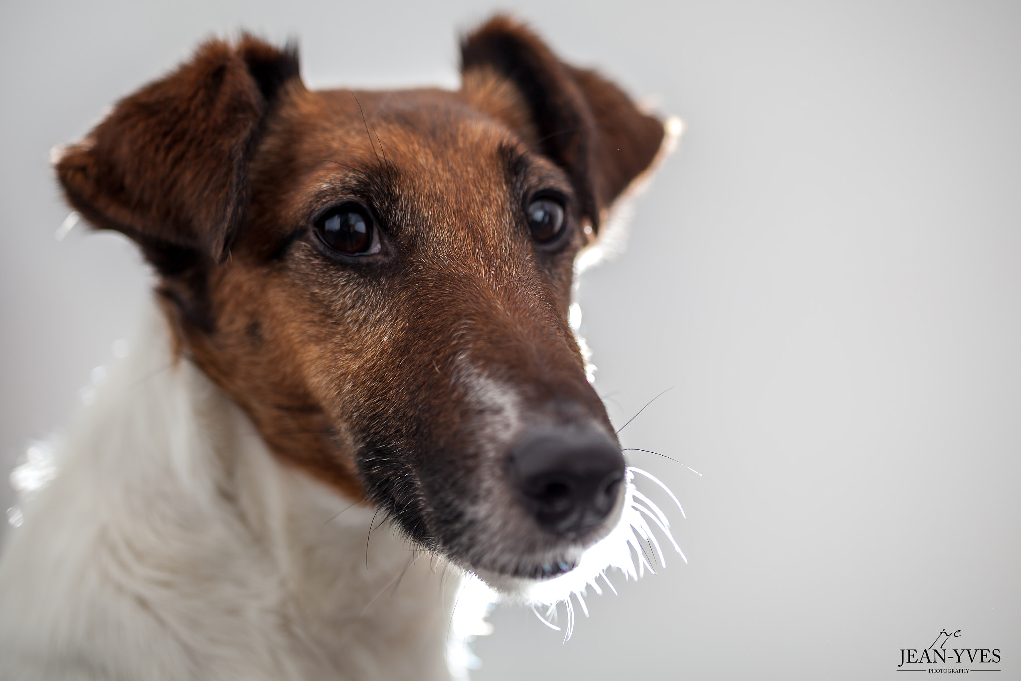 Canon EF 100mm F2.8L Macro IS USM sample photo. Smooth fox terrier photography