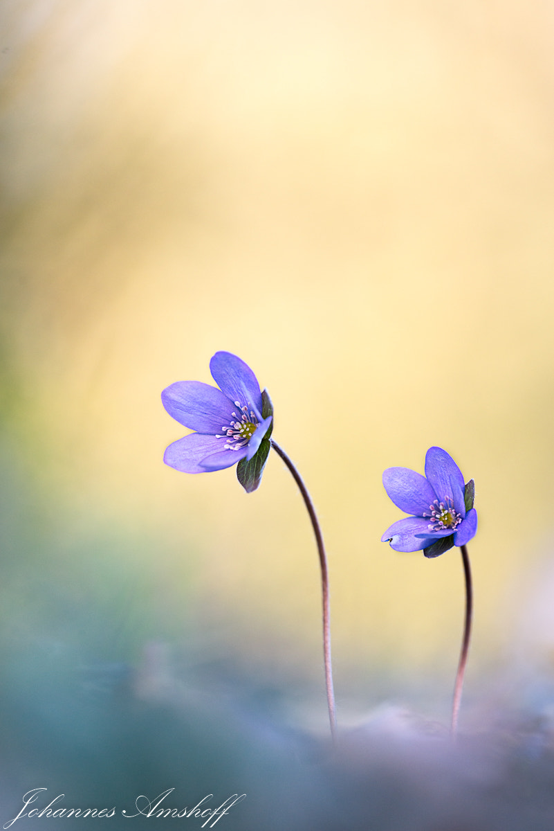 Sigma 150mm F2.8 EX DG Macro HSM sample photo. ~couple dancing~ photography