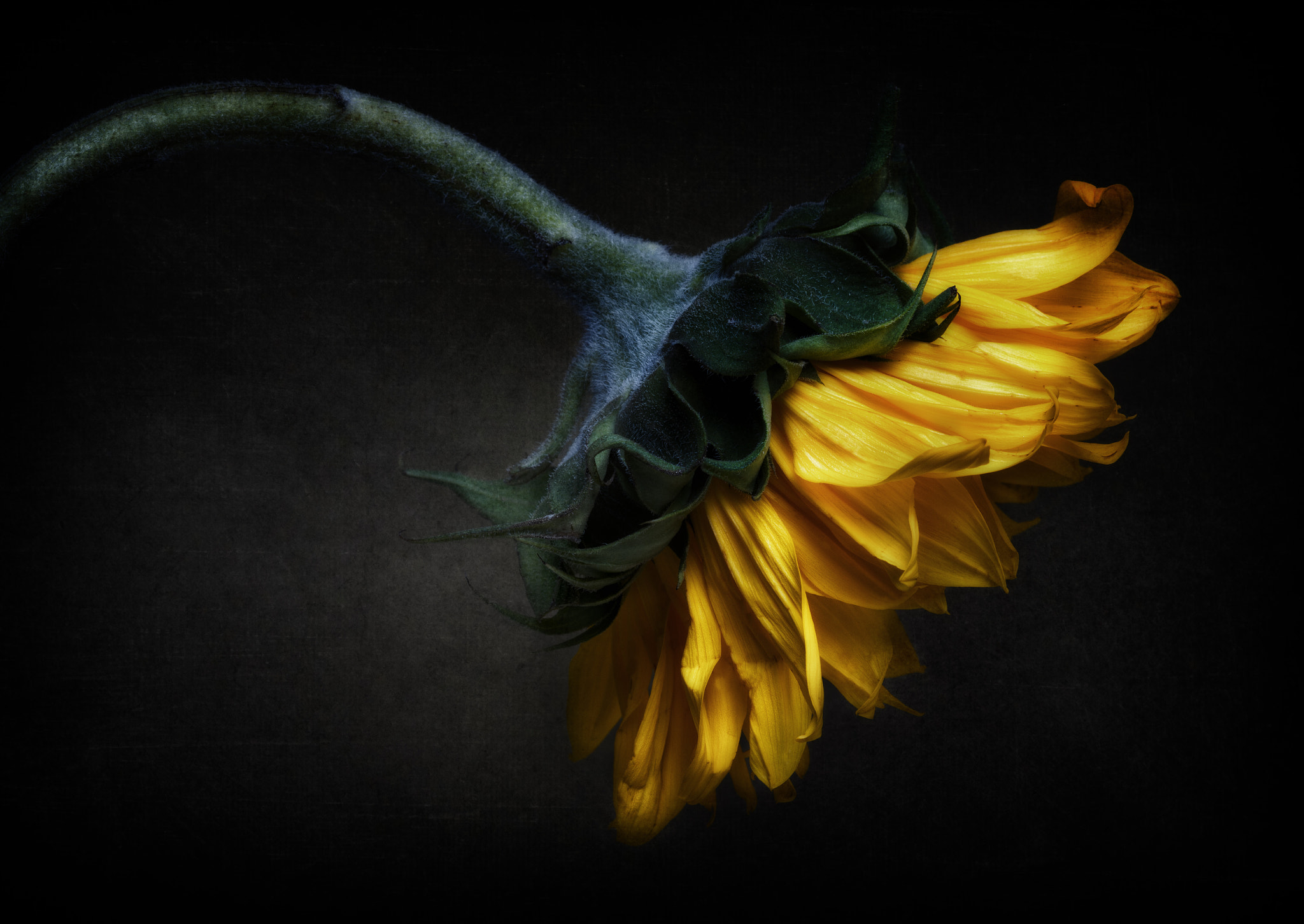 Canon EF 100mm F2.8 Macro USM sample photo. Sunflower photography