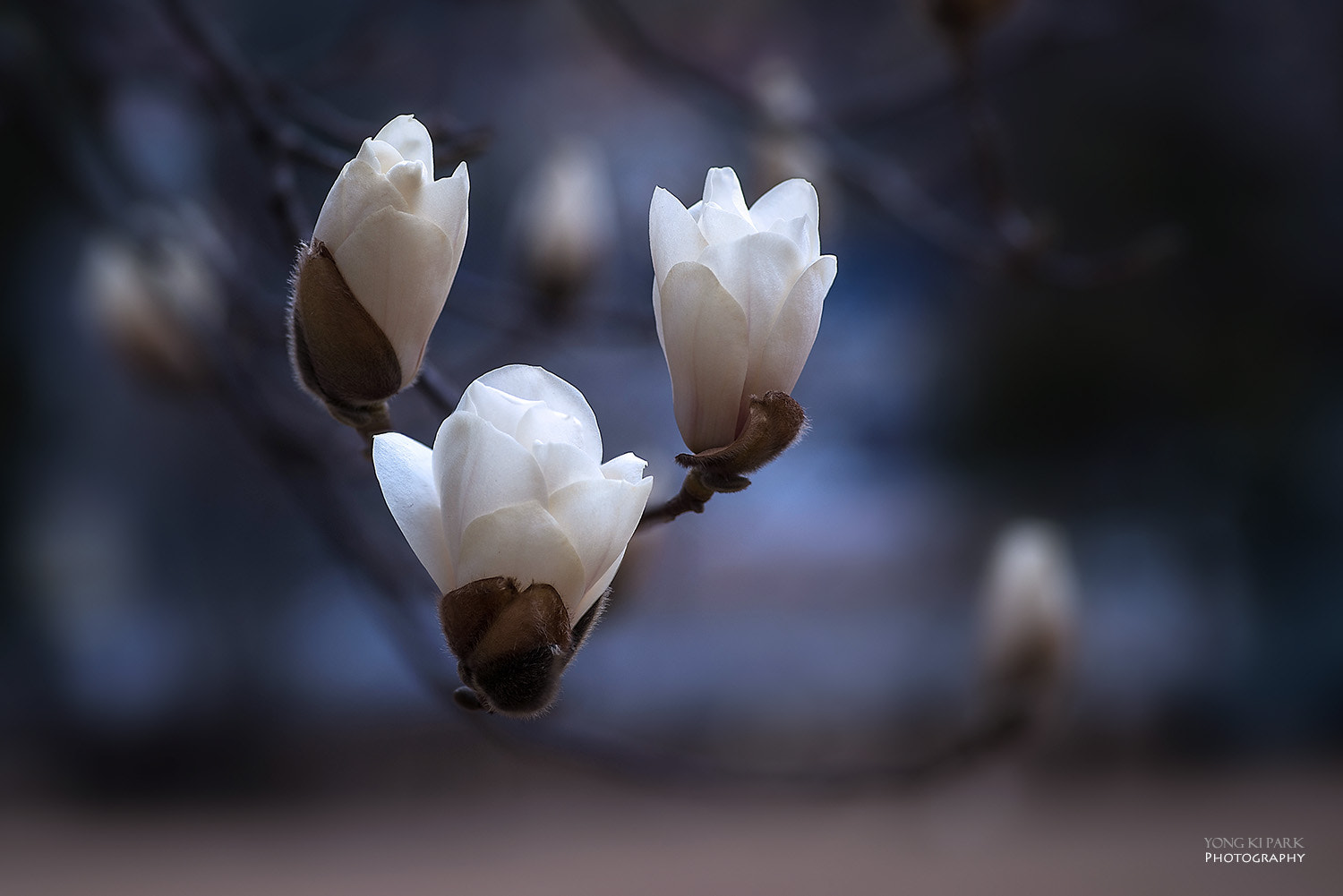 Pentax K-1 + Pentax smc D-FA 100mm F2.8 Macro WR sample photo. Into the spring-10 photography