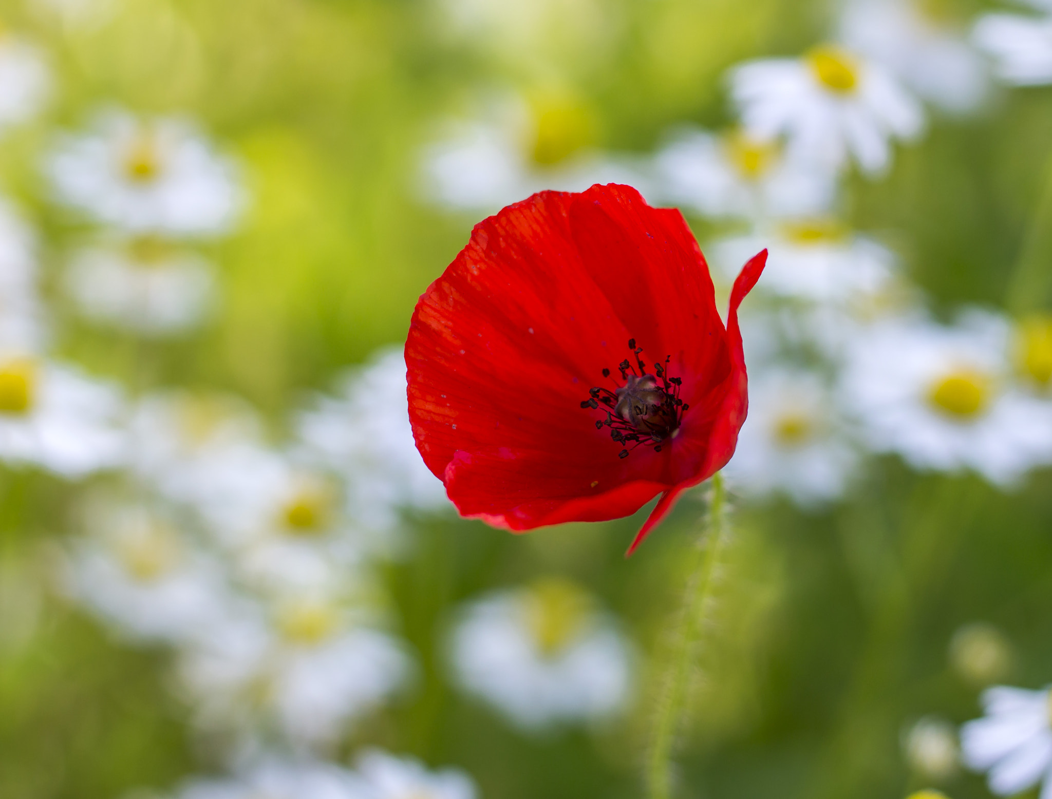 Canon EOS 100D (EOS Rebel SL1 / EOS Kiss X7) + Canon EF 50mm F1.8 STM sample photo. Spring... photography