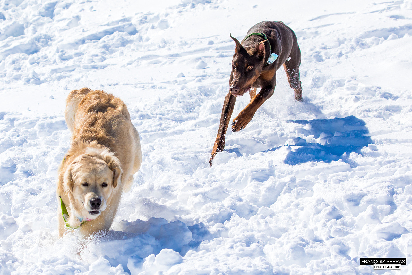 Canon EF 100-400mm F4.5-5.6L IS USM sample photo. Fun at the dog park photography