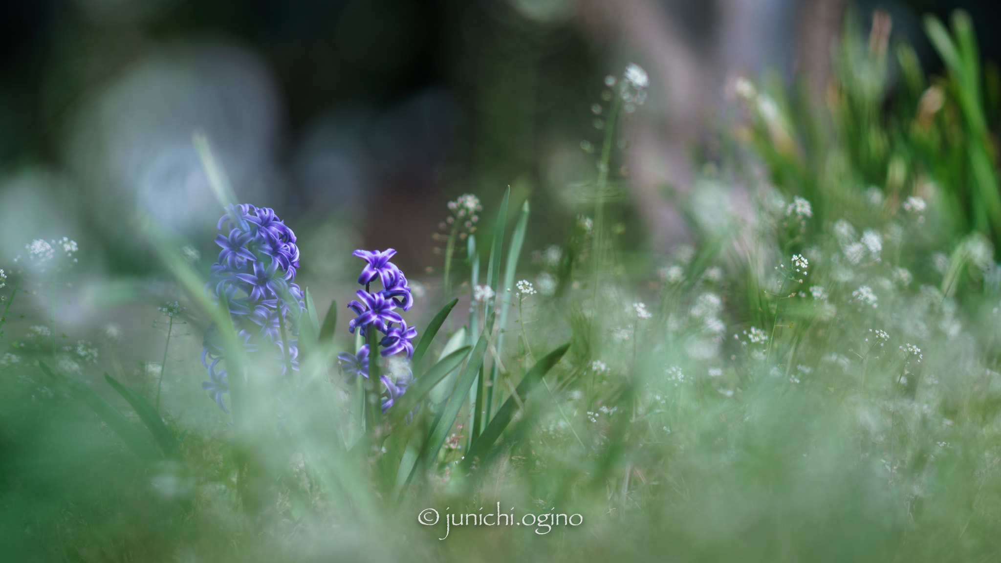 Sony Sonnar T* 135mm F1.8 ZA sample photo. Overlap photography