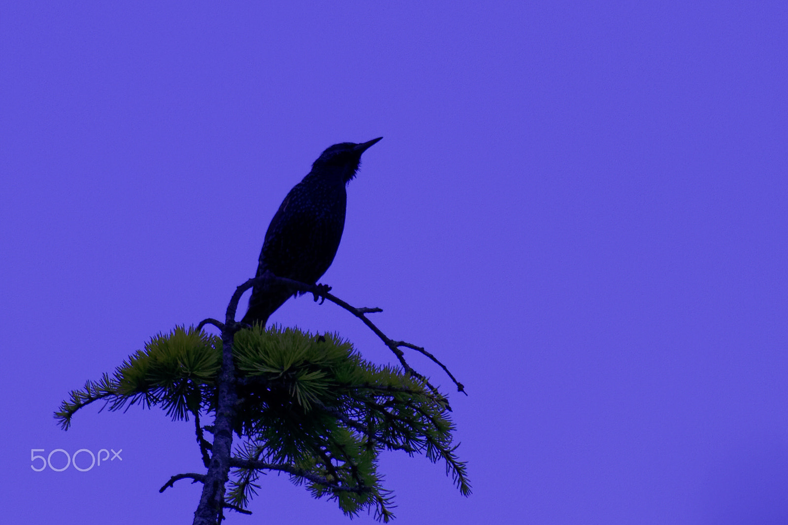Canon EF 100-400mm F4.5-5.6L IS USM sample photo. Étourneau sansonnet photography