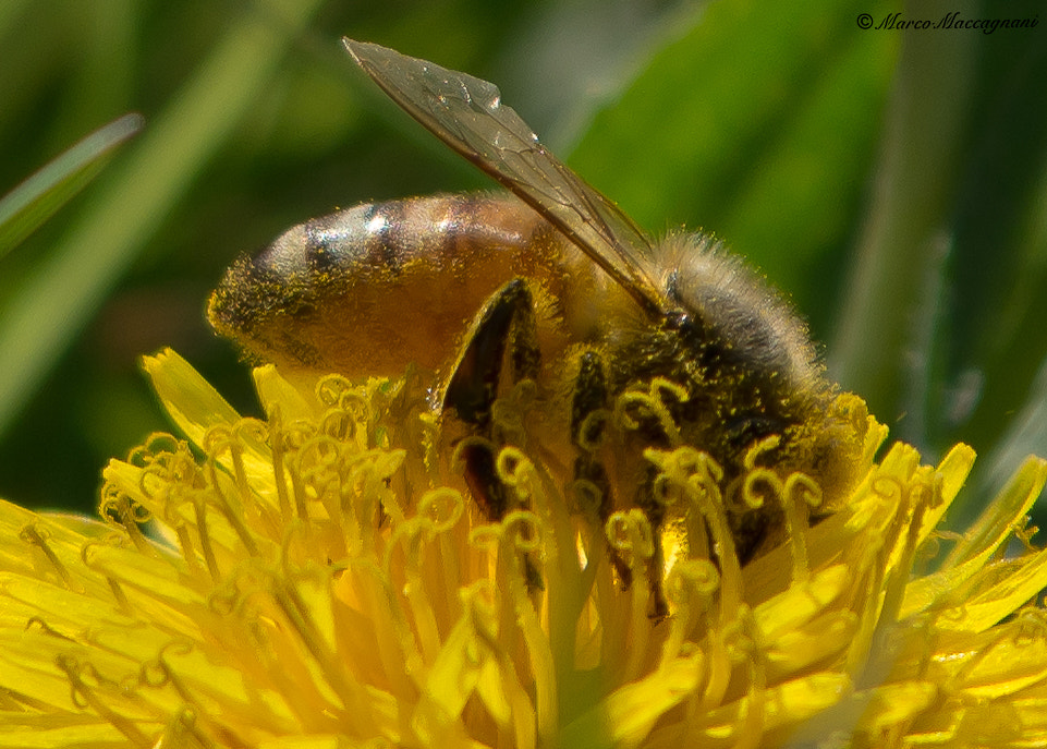 Nikon D7200 + Sigma 24-70mm F2.8 EX DG Macro sample photo. Dsc photography