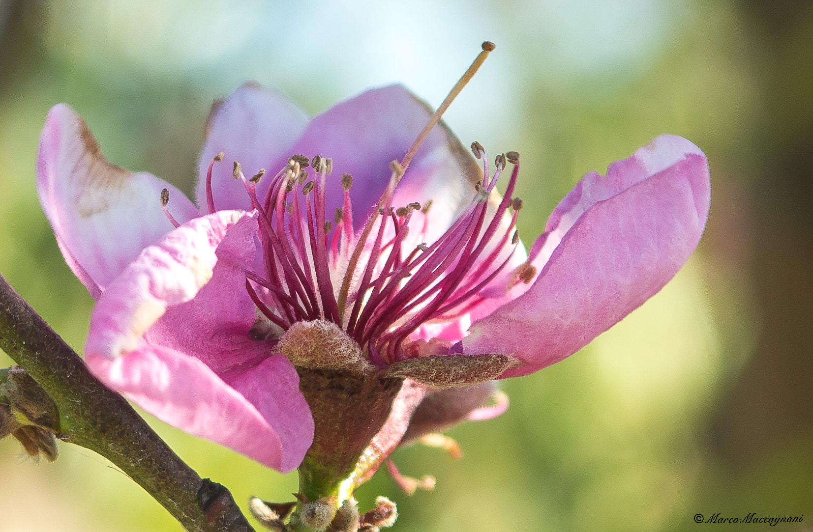 Nikon D7200 + Sigma 24-70mm F2.8 EX DG Macro sample photo. Dsc photography