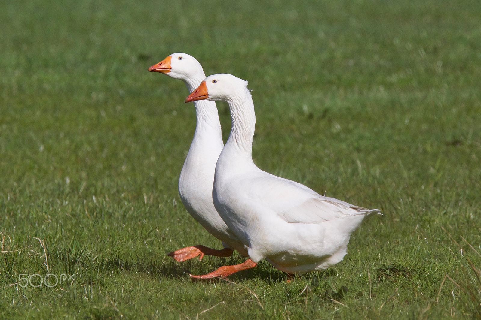 Canon EOS 7D Mark II + Canon EF 300mm F2.8L IS USM sample photo. Going for a walk photography