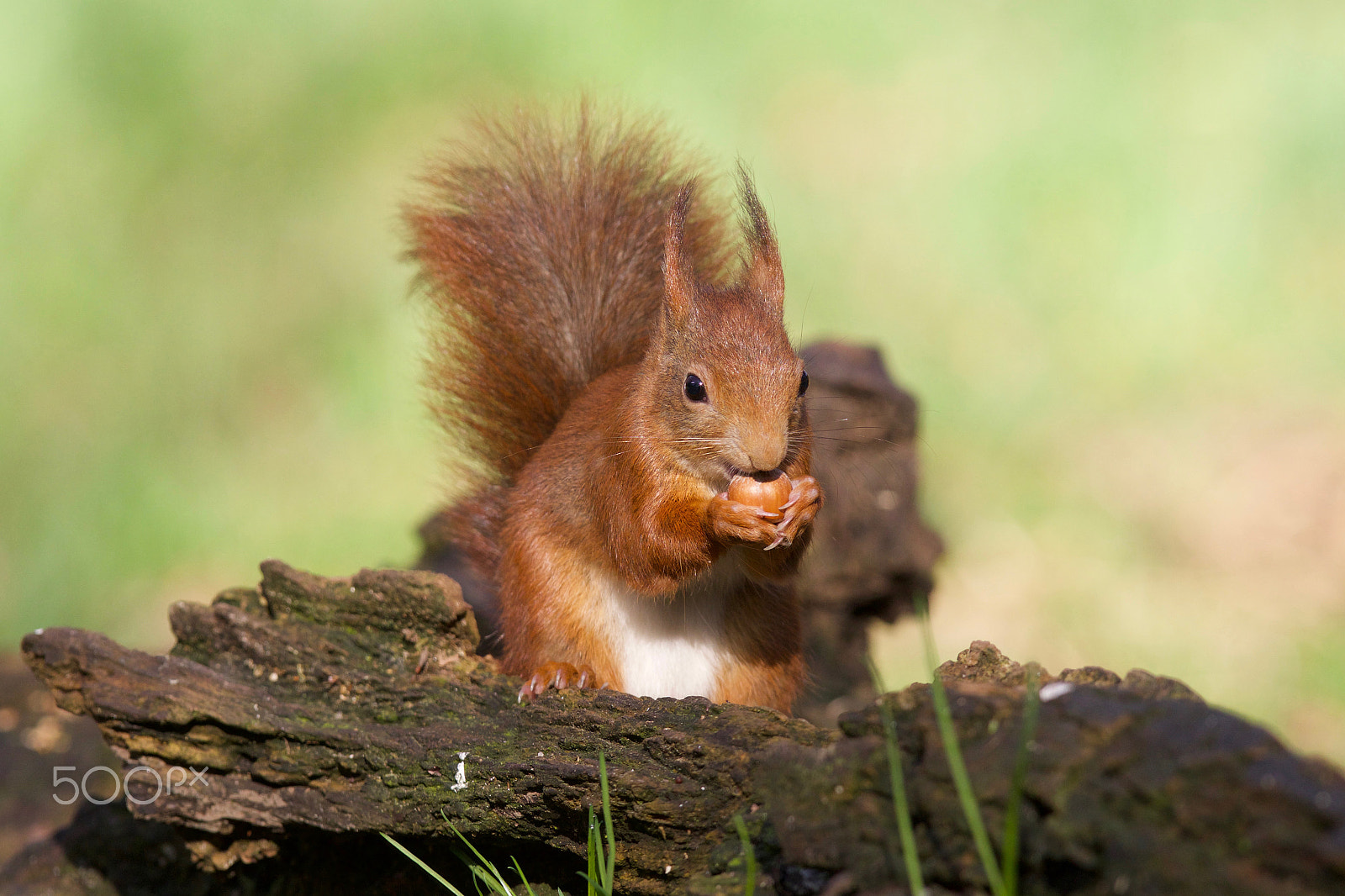 Canon EOS 7D Mark II + Canon EF 300mm F2.8L IS USM sample photo. Red squirrel photography