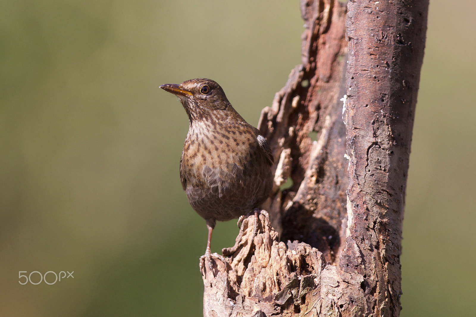 Canon EF 300mm F2.8L IS USM sample photo. Female blackbird photography