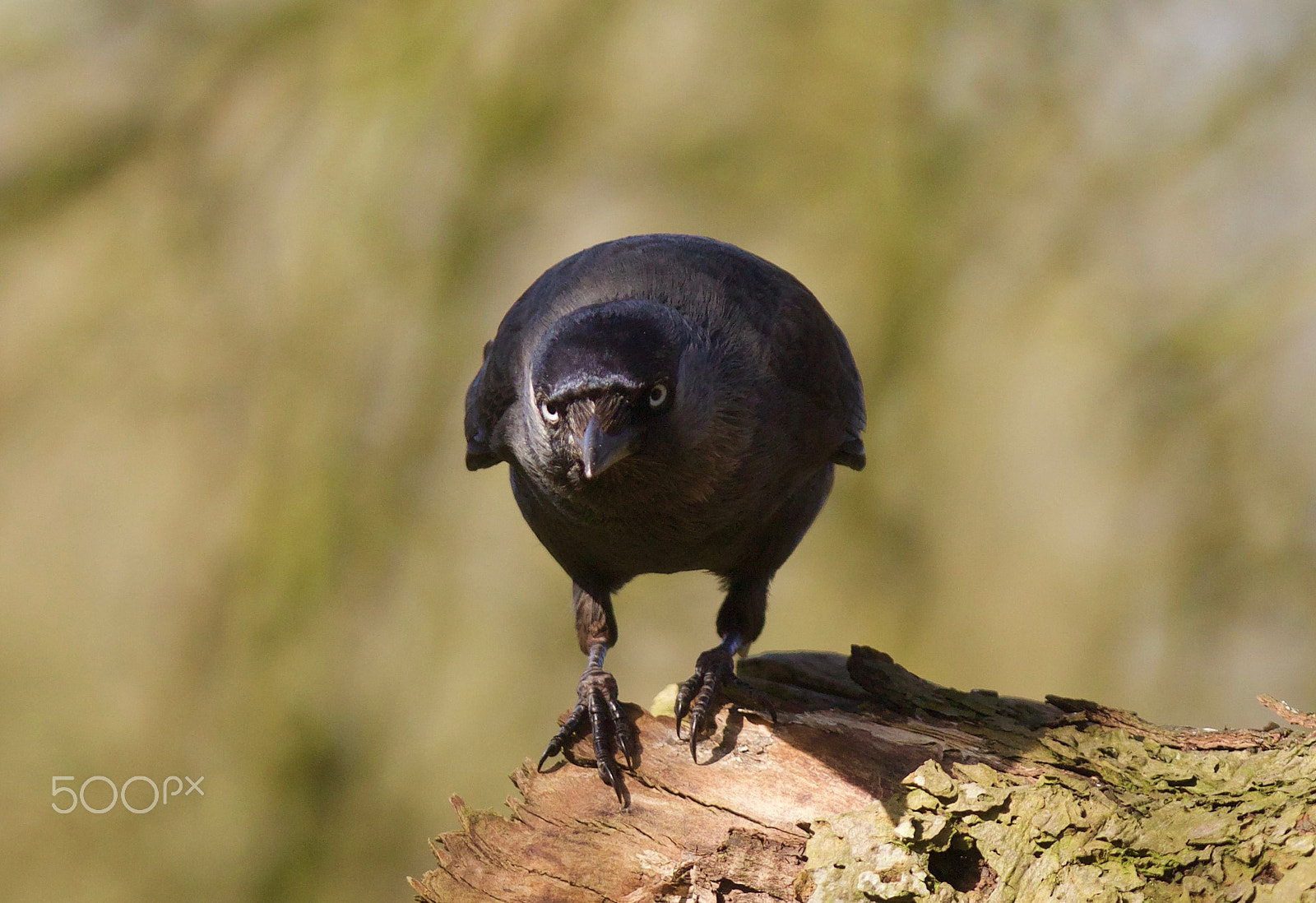 Canon EF 300mm F2.8L IS USM sample photo. Jackdaw focusing photography