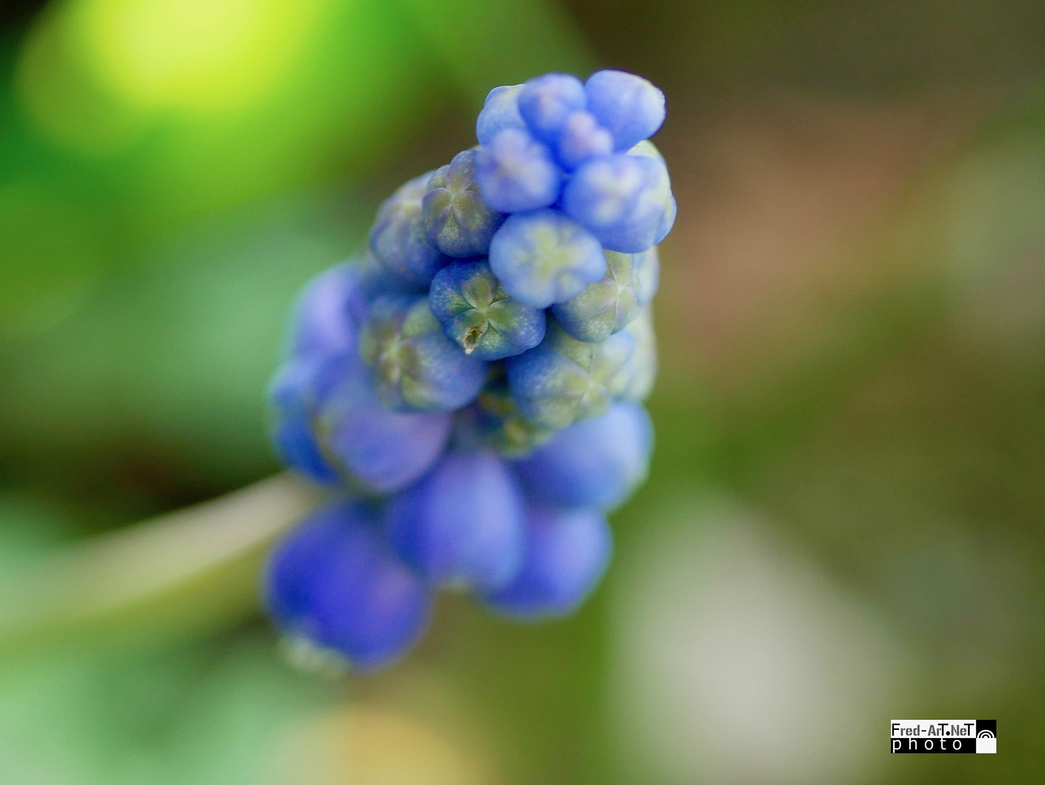 Panasonic Lumix G Macro 30mm F2.8 ASPH Mega OIS sample photo. Flou fleur... photography